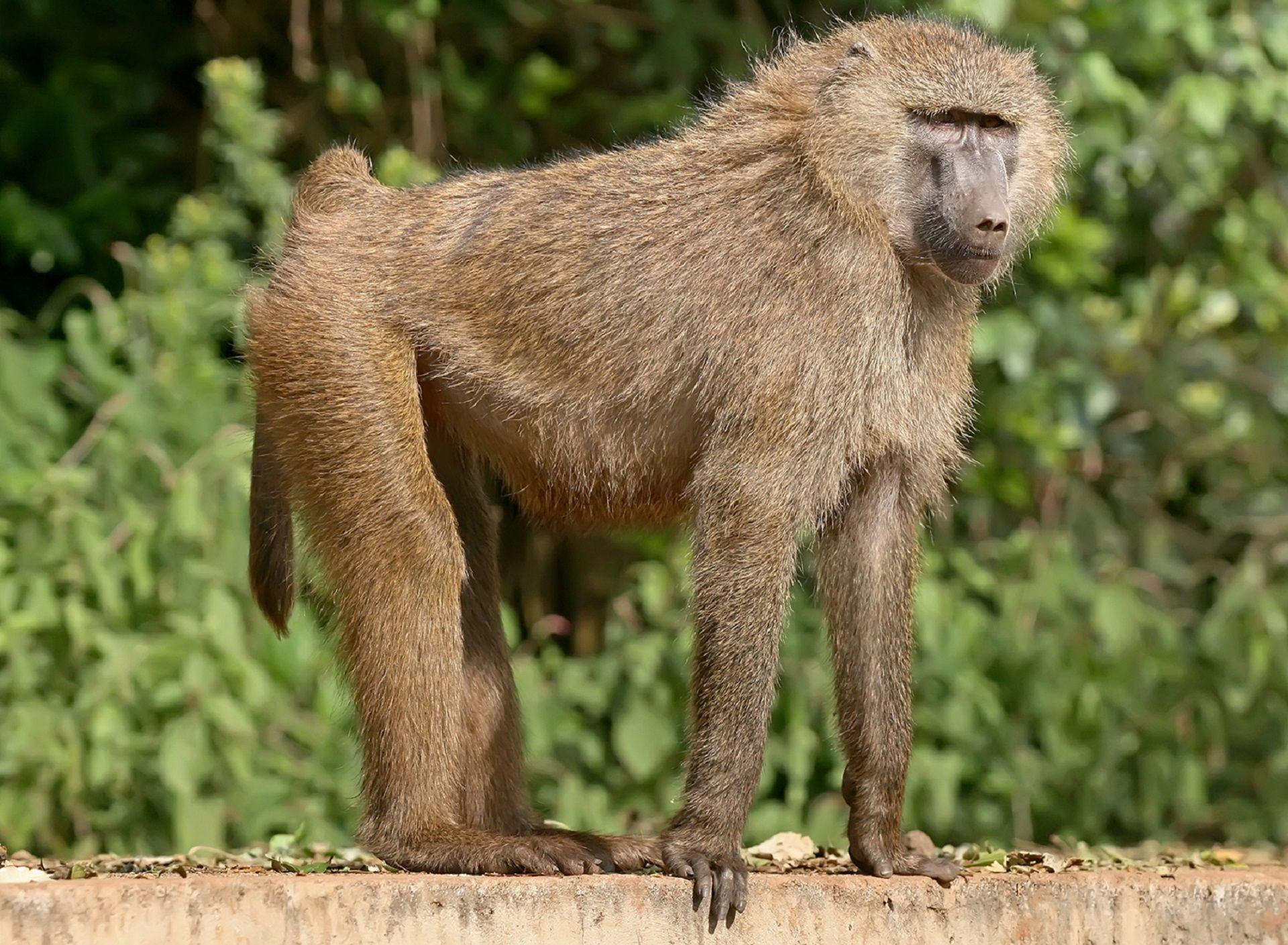 Baboon Wallpapers Top Free Baboon Backgrounds WallpaperAccess