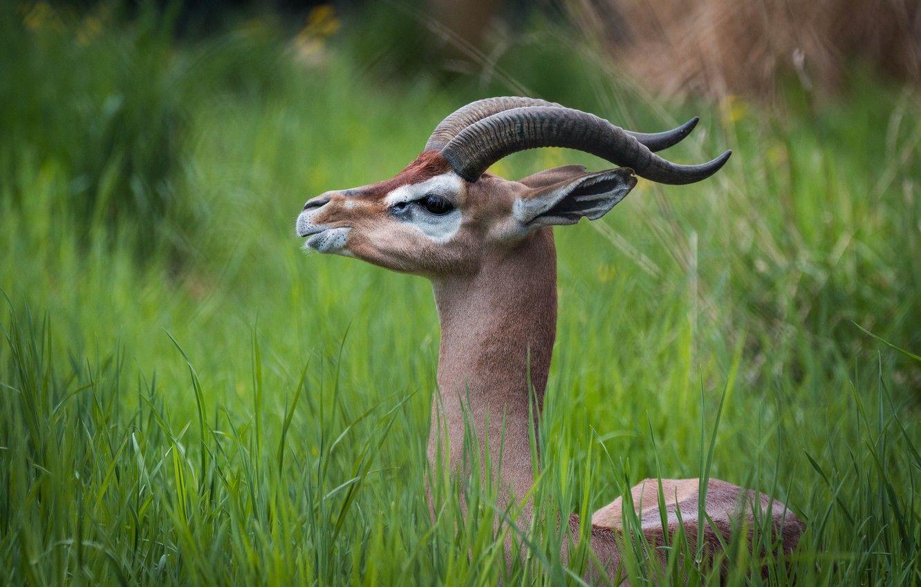 Mountain Gazelle Wallpapers Top Free Mountain Gazelle Backgrounds