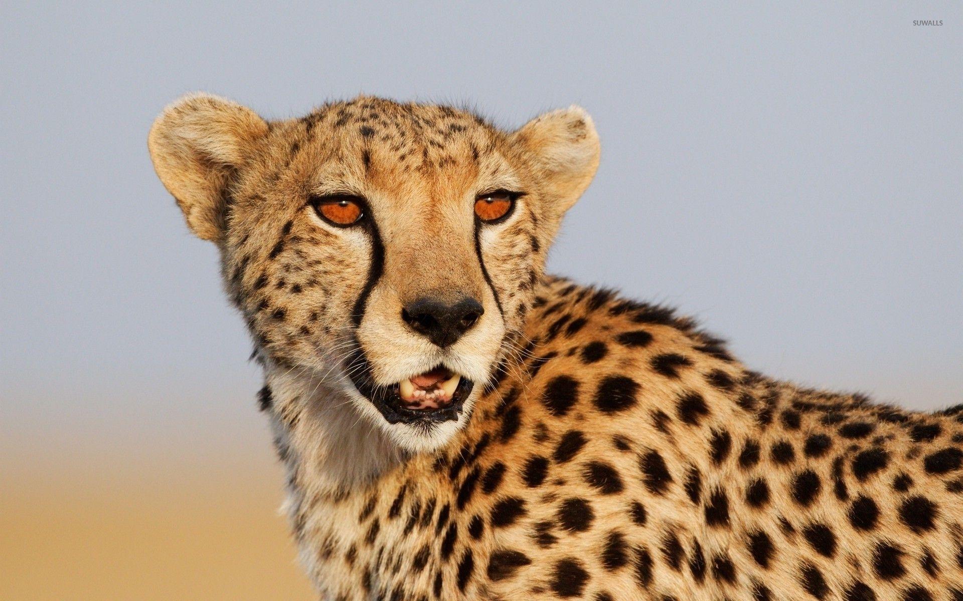Cheetah Eyes Wallpapers Top Free Cheetah Eyes Backgrounds