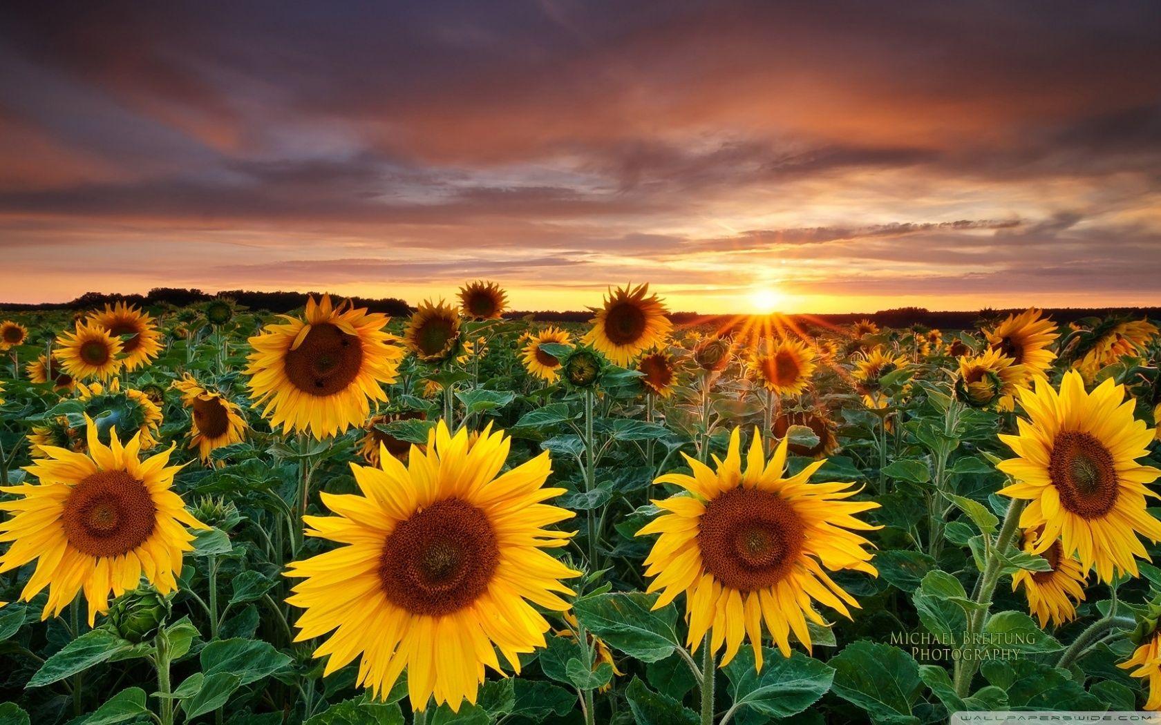 Sunflower Desktop Wallpapers Top Free Sunflower Desktop Backgrounds