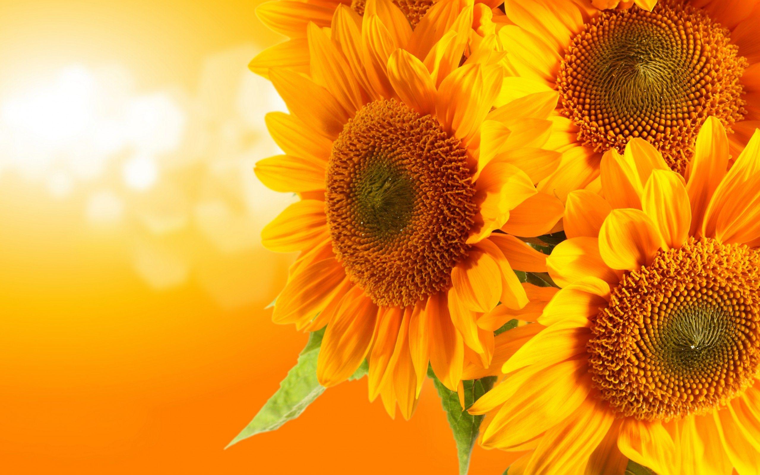 Beautiful Fall Sunflower Wallpapers Top Free Beautiful Fall Sunflower