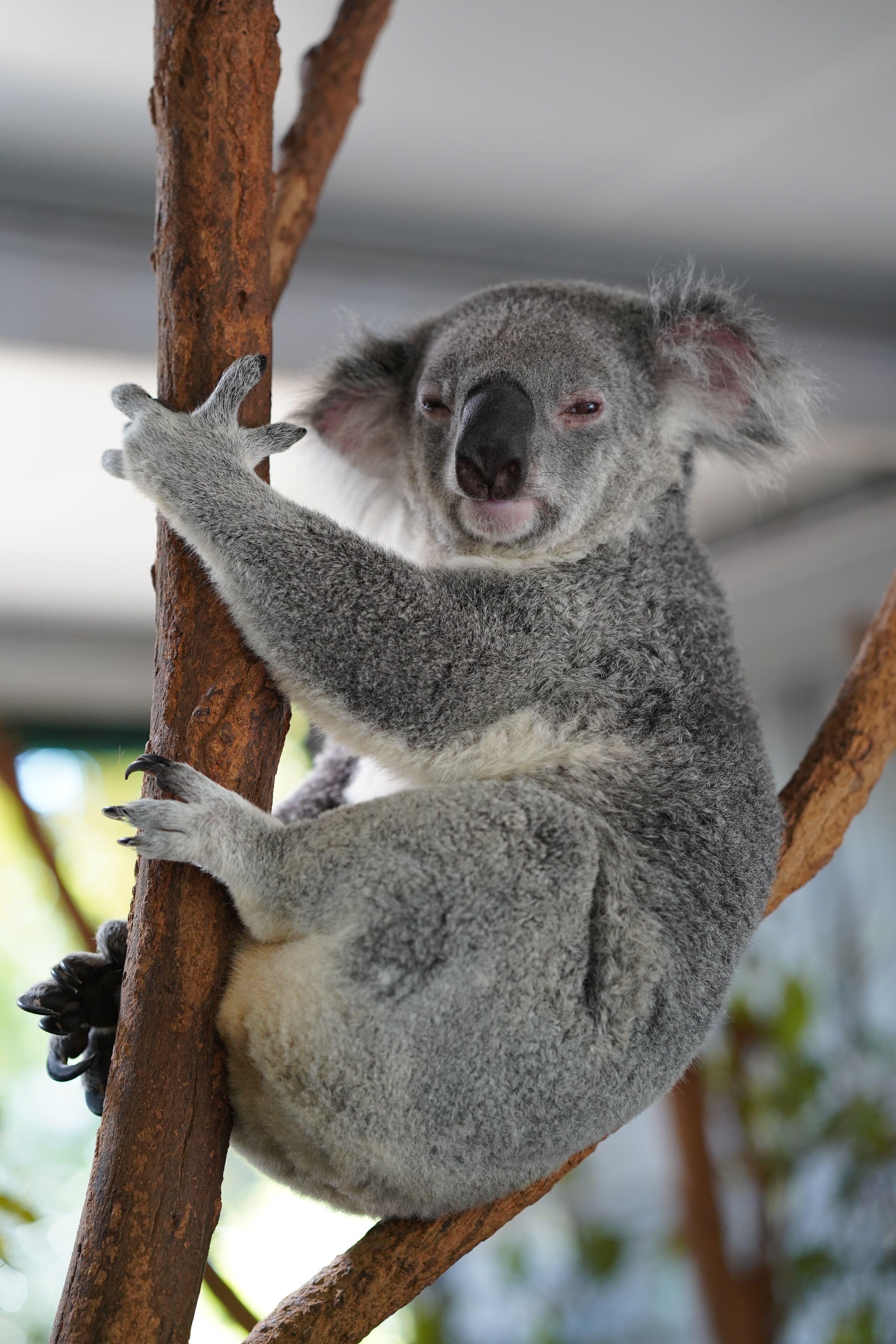 Koala Bear Wallpapers Top Free Koala Bear Backgrounds WallpaperAccess