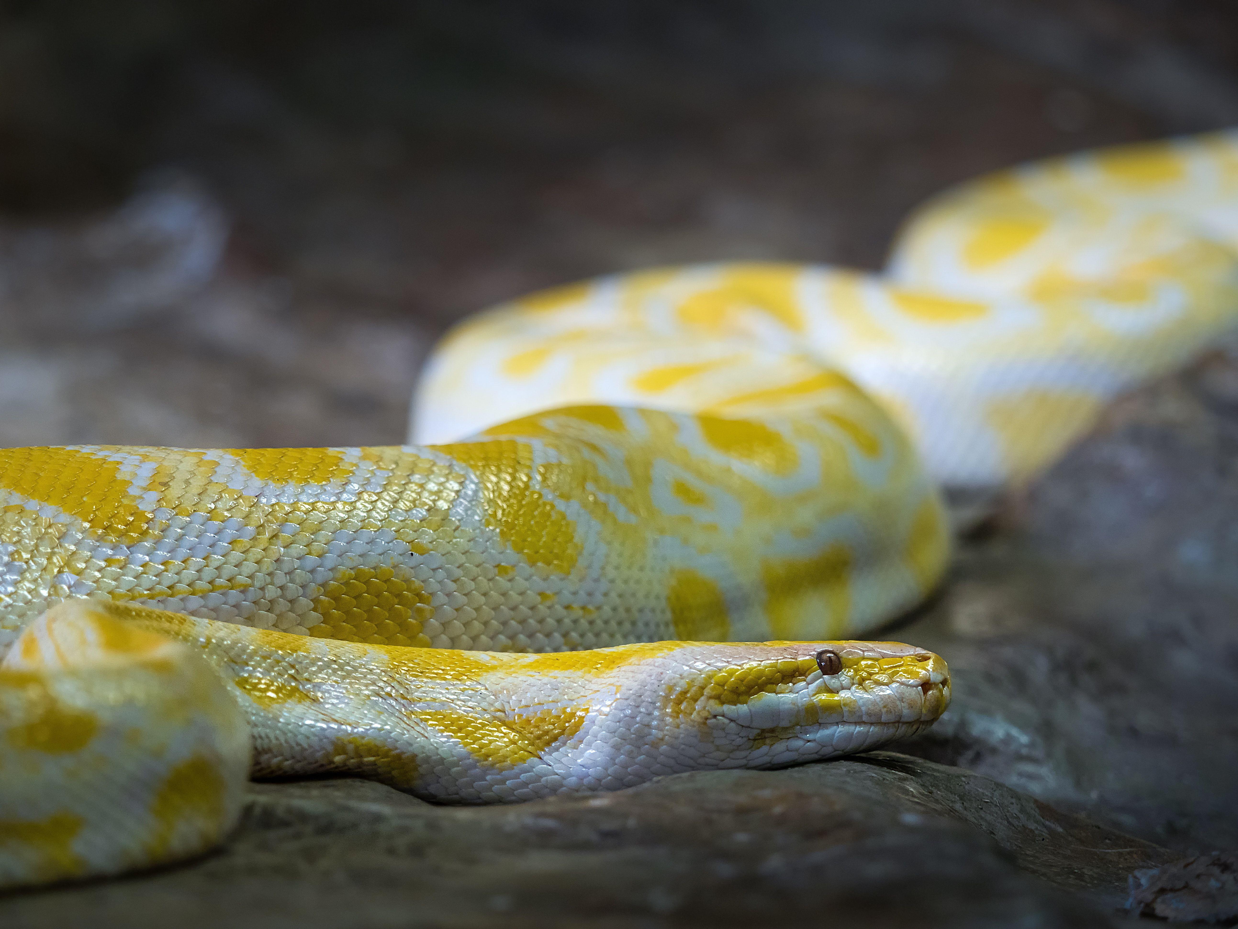 Burmese Python Wallpapers Top Free Burmese Python Backgrounds