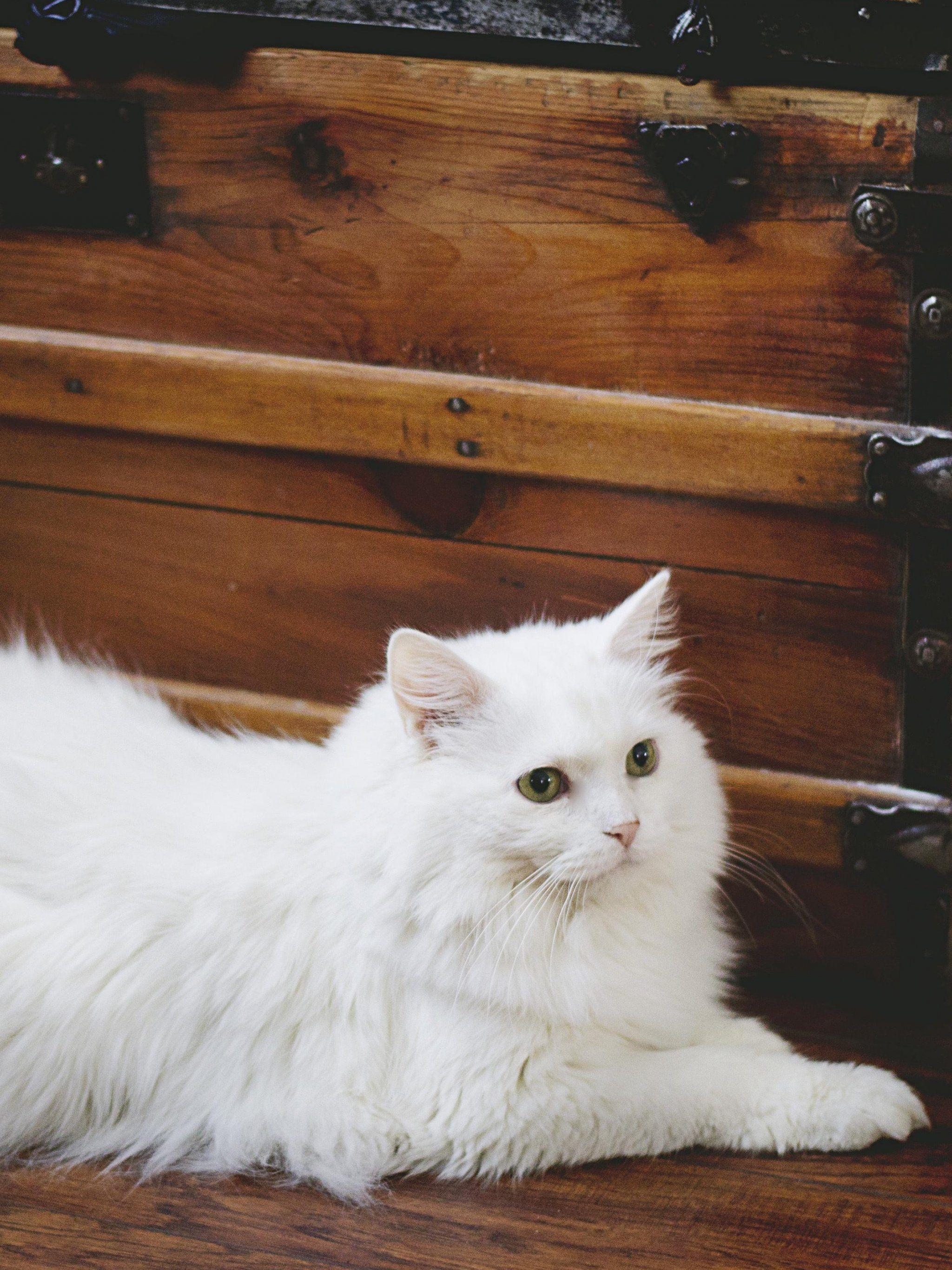 Beautiful White Cats Wallpapers Top Free Beautiful White Cats