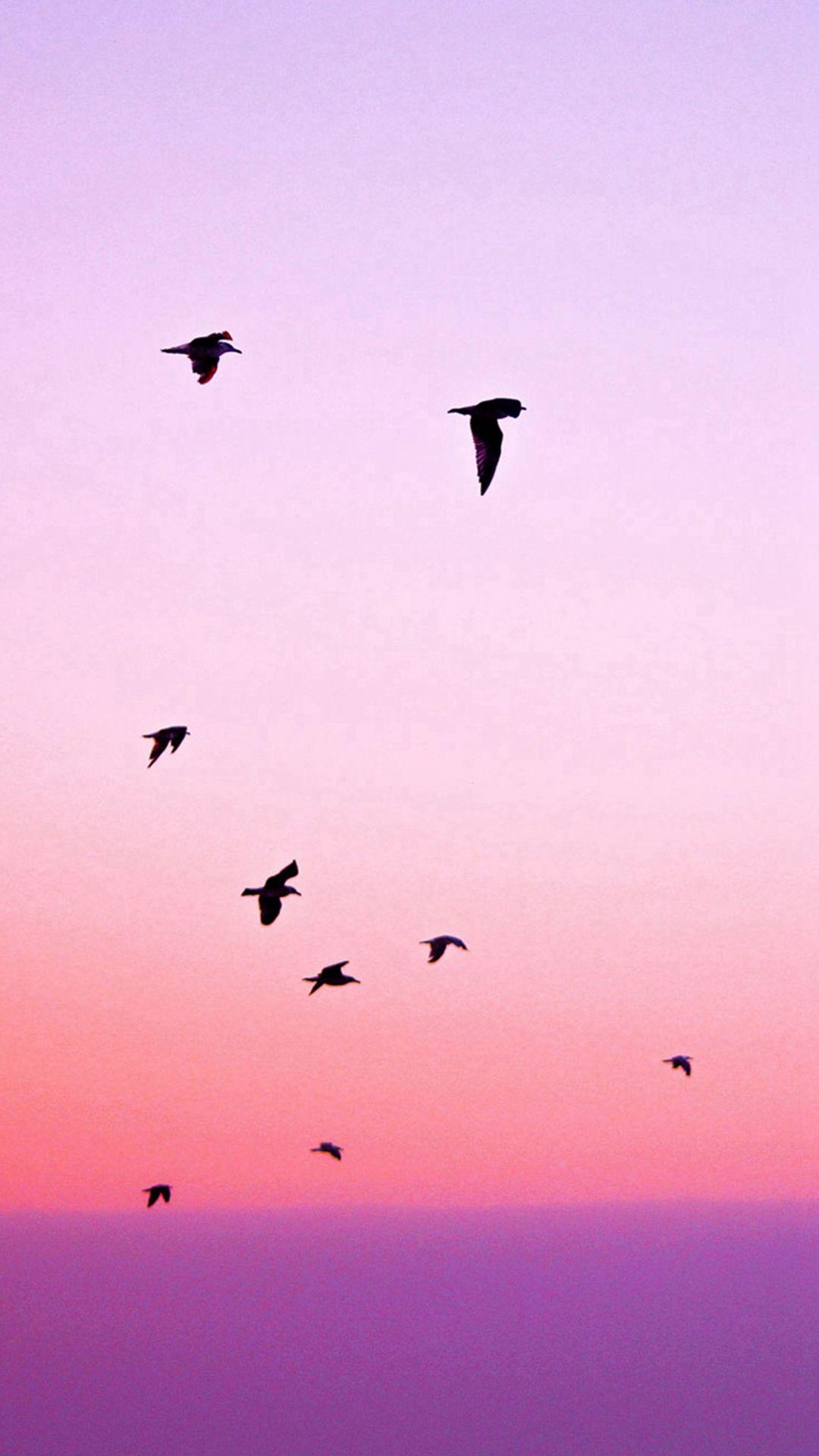 Simple Birds Wallpapers Top Free Simple Birds Backgrounds