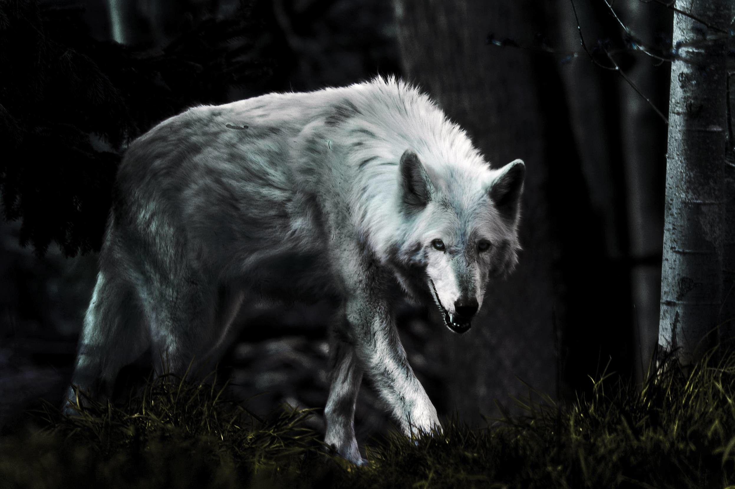 Dark Wolf Wallpapers Top Free Dark Wolf Backgrounds WallpaperAccess