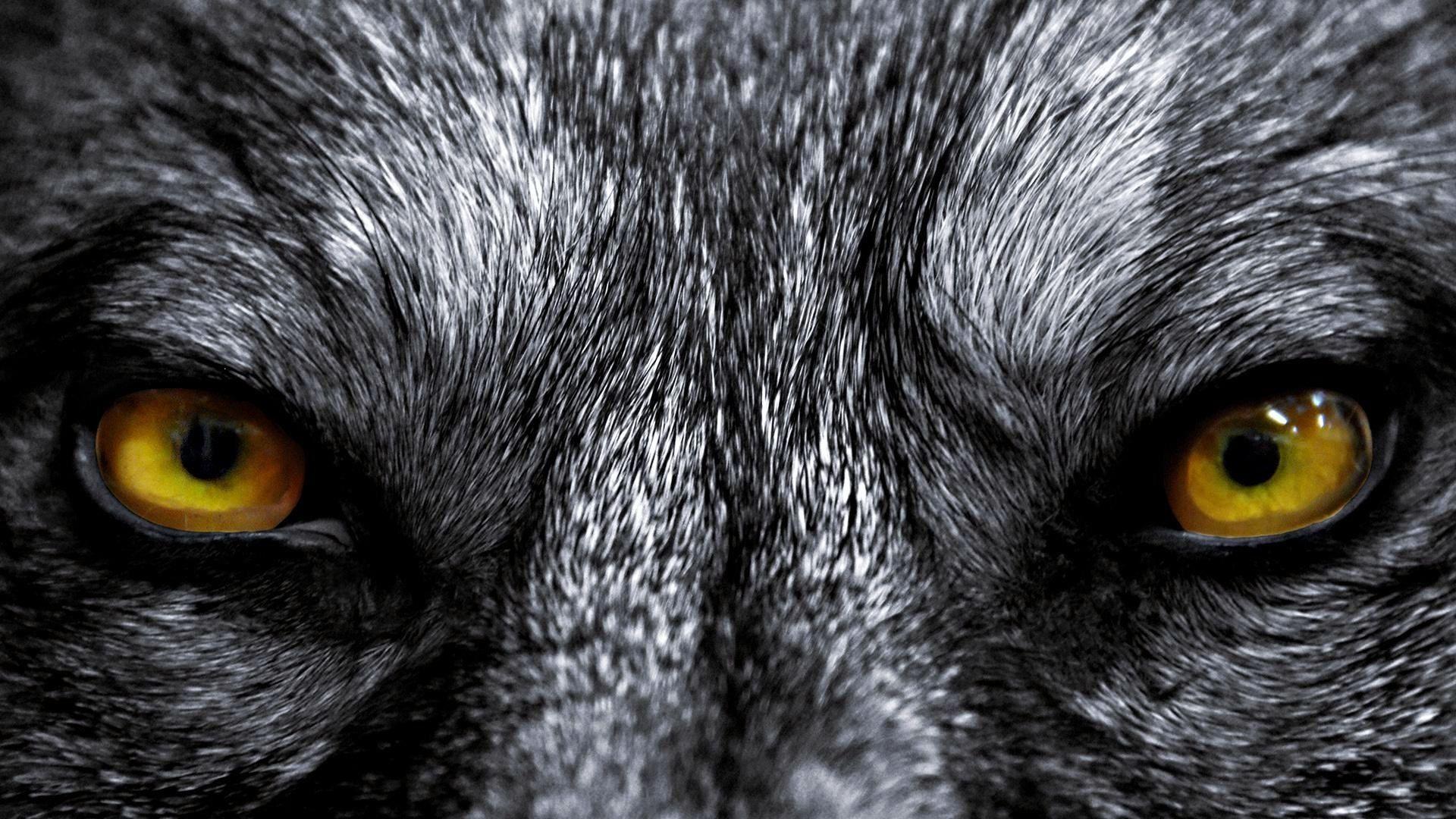 Evil Wolf Wallpapers Top Free Evil Wolf Backgrounds WallpaperAccess