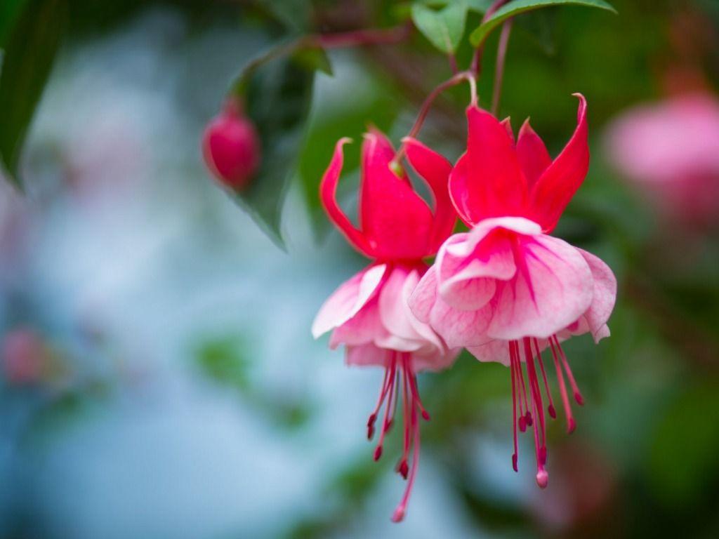Fuchsia Wallpapers Top Free Fuchsia Backgrounds WallpaperAccess