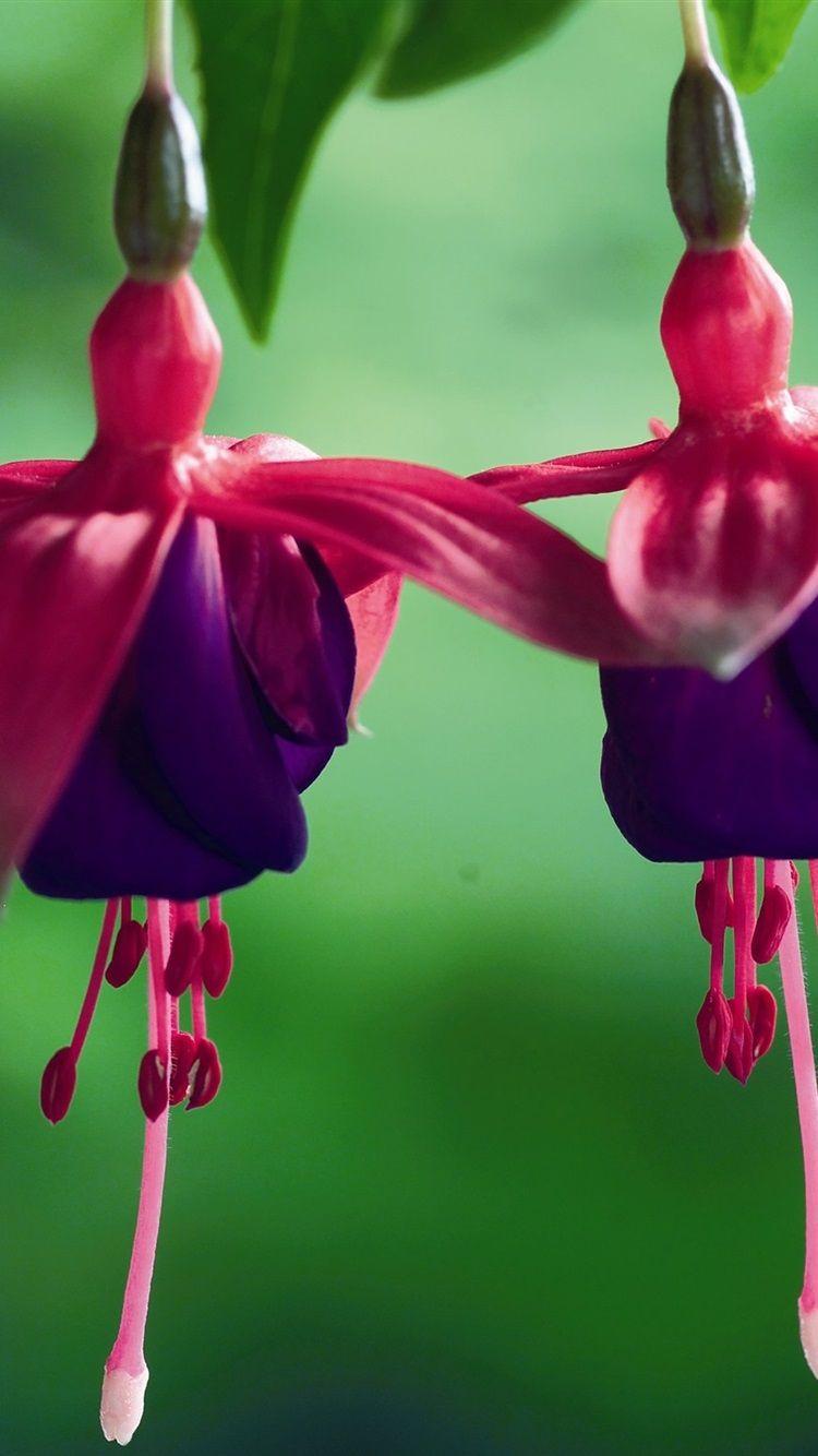 Fuchsia Wallpapers Top Free Fuchsia Backgrounds WallpaperAccess