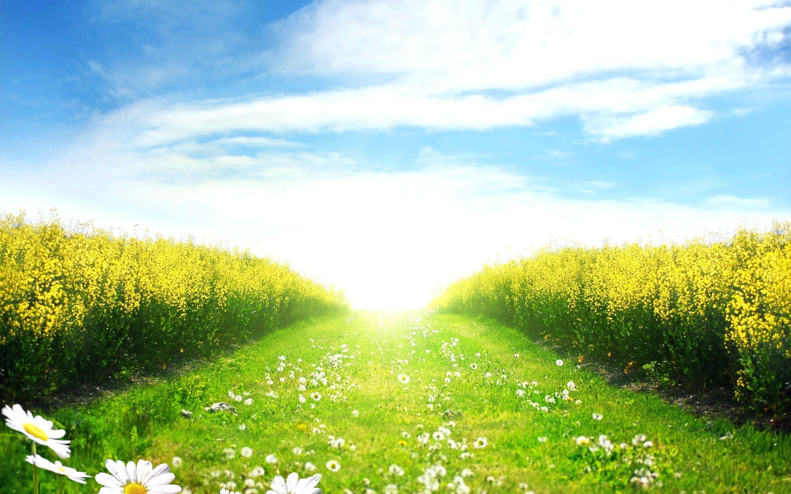 Green Field Wallpapers Top Free Green Field Backgrounds WallpaperAccess