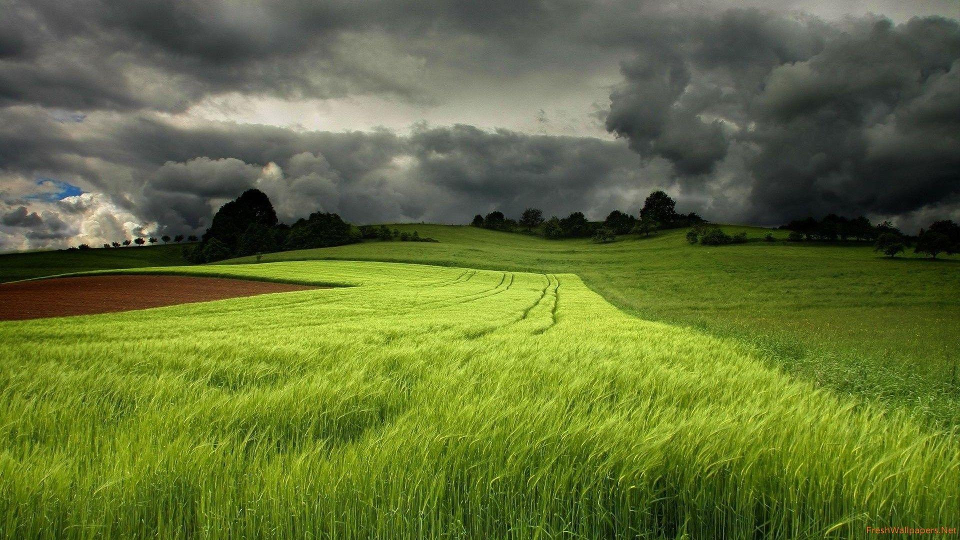 Green Field Wallpapers Top Free Green Field Backgrounds WallpaperAccess