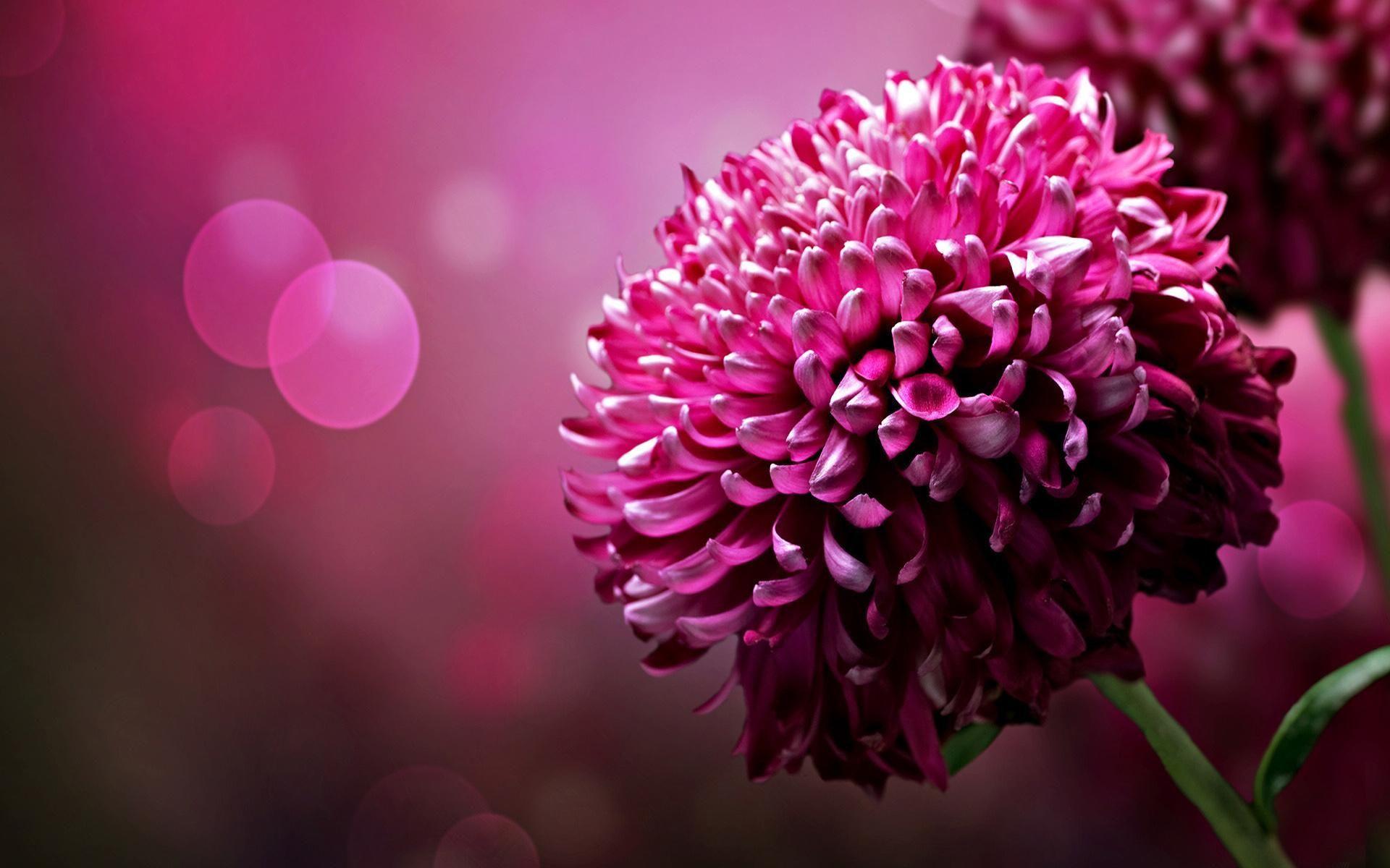 Chrysanthemum Wallpapers Top Free Chrysanthemum Backgrounds