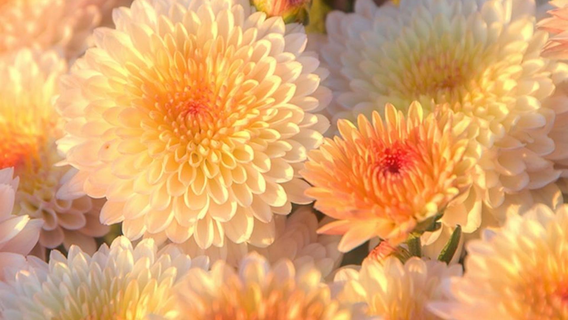 Chrysanthemum Wallpapers Top Free Chrysanthemum Backgrounds