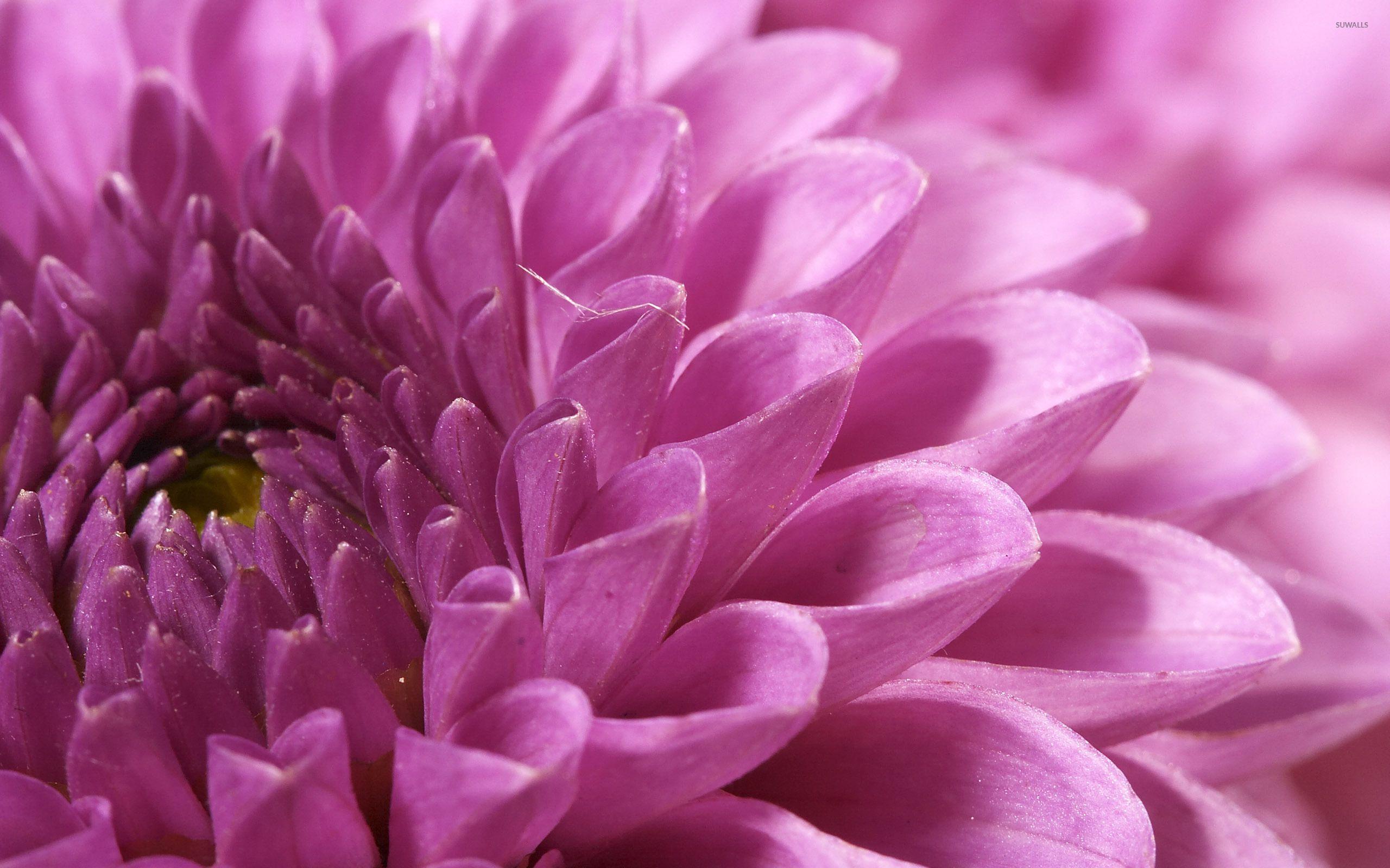 Chrysanthemum Wallpapers Top Free Chrysanthemum Backgrounds