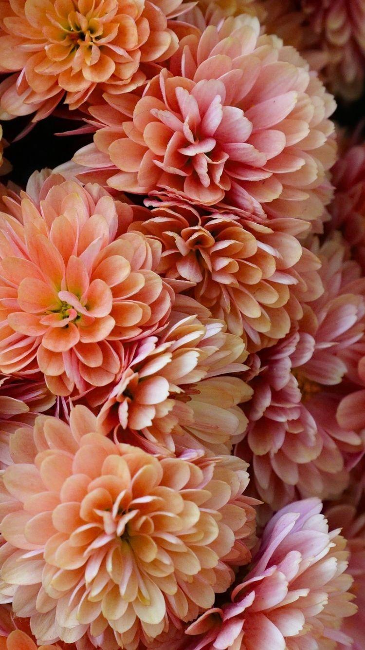 Chrysanthemum Wallpapers Top Free Chrysanthemum Backgrounds