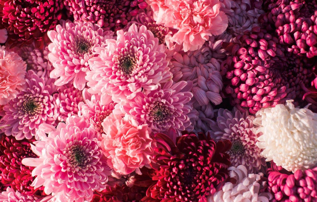 Chrysanthemum Wallpapers Top Free Chrysanthemum Backgrounds