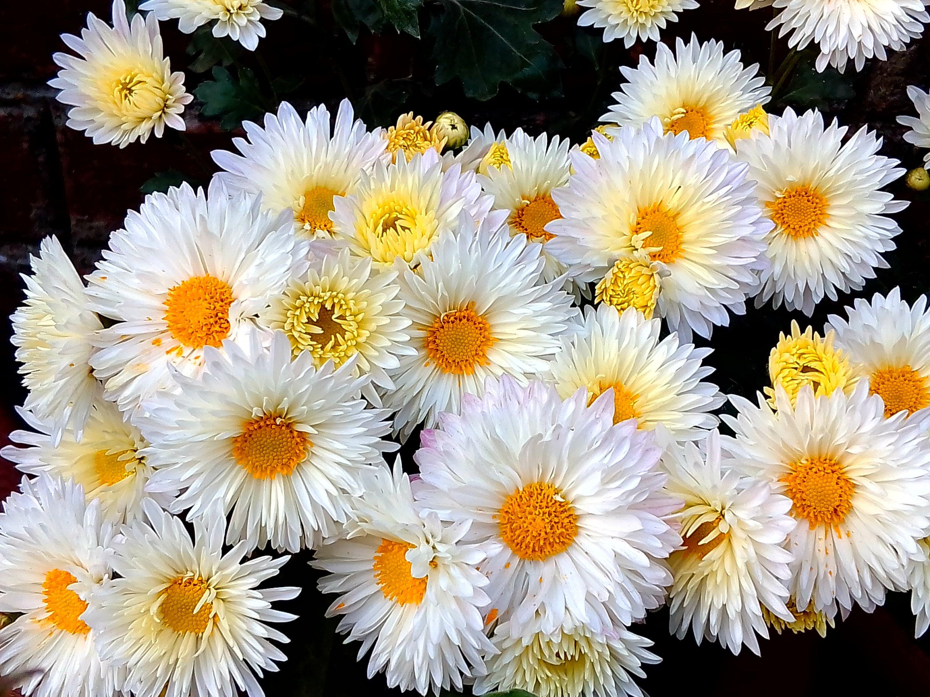 Chrysanthemum Wallpapers Top Free Chrysanthemum Backgrounds