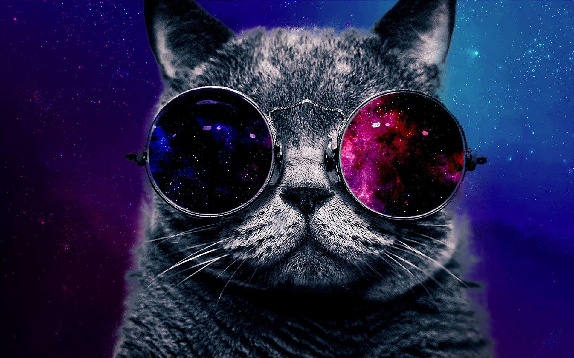 Galaxy Cat Wallpapers Top Free Galaxy Cat Backgrounds WallpaperAccess