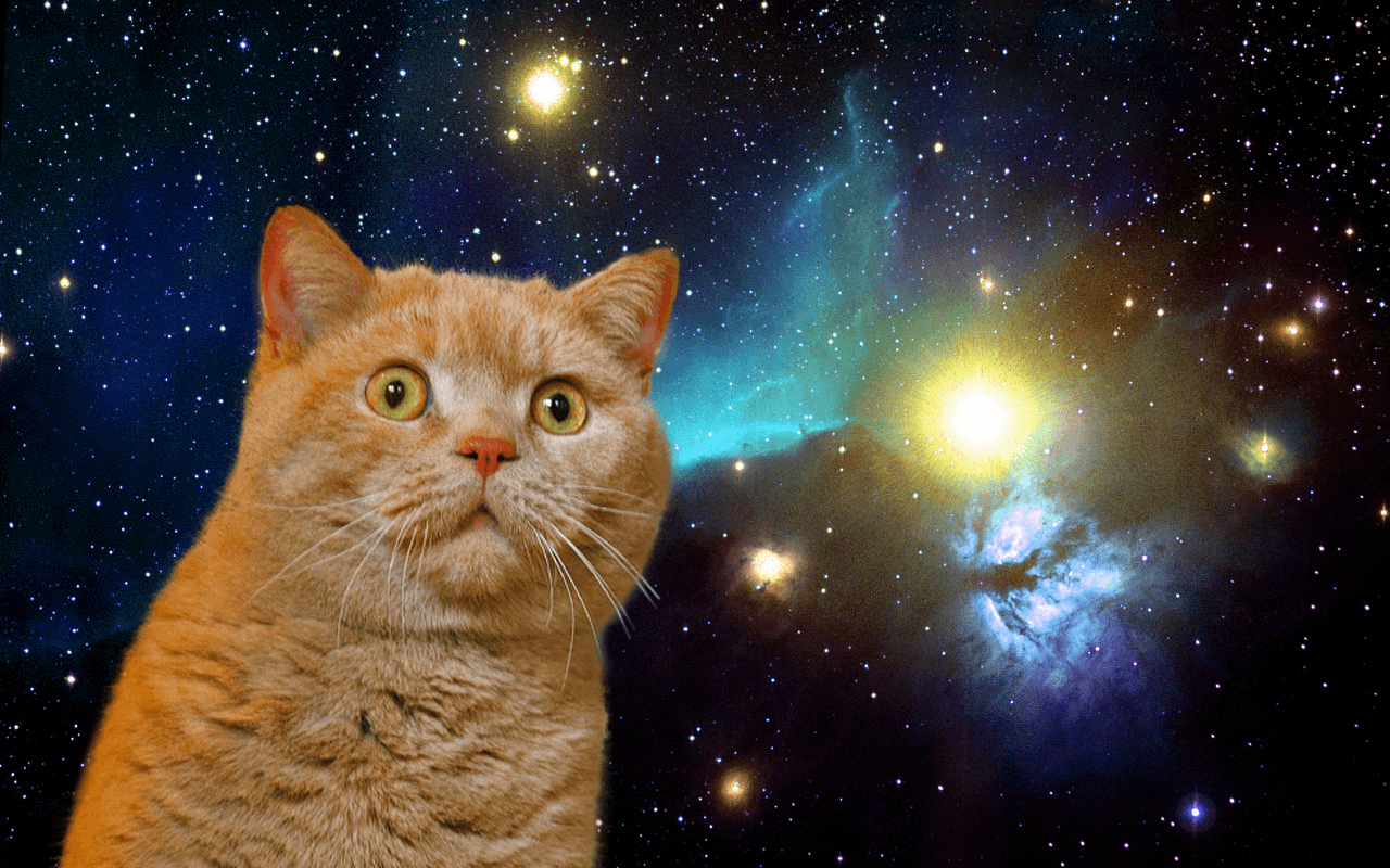 Galaxy Cat Wallpapers Top Free Galaxy Cat Backgrounds