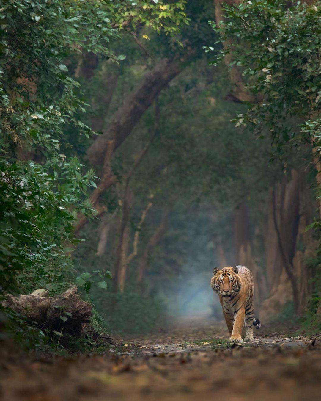 Wildlife Photography Wallpapers Top Free Wildlife Photography