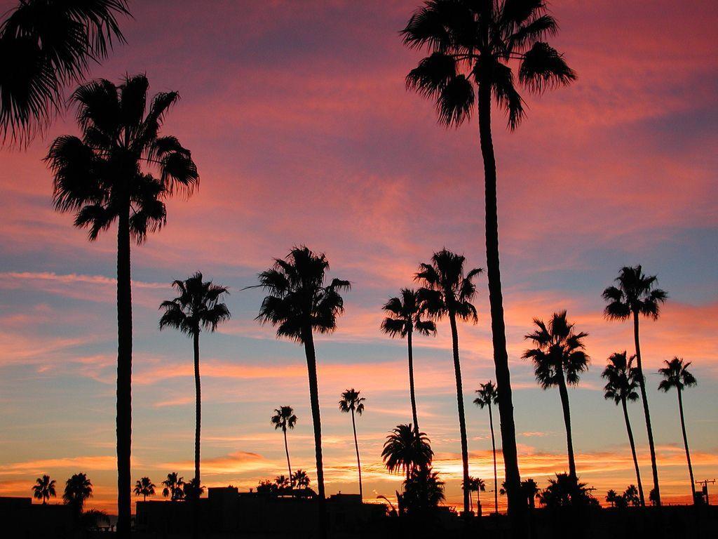 California Palm Trees Desktop Wallpapers Top Free California Palm