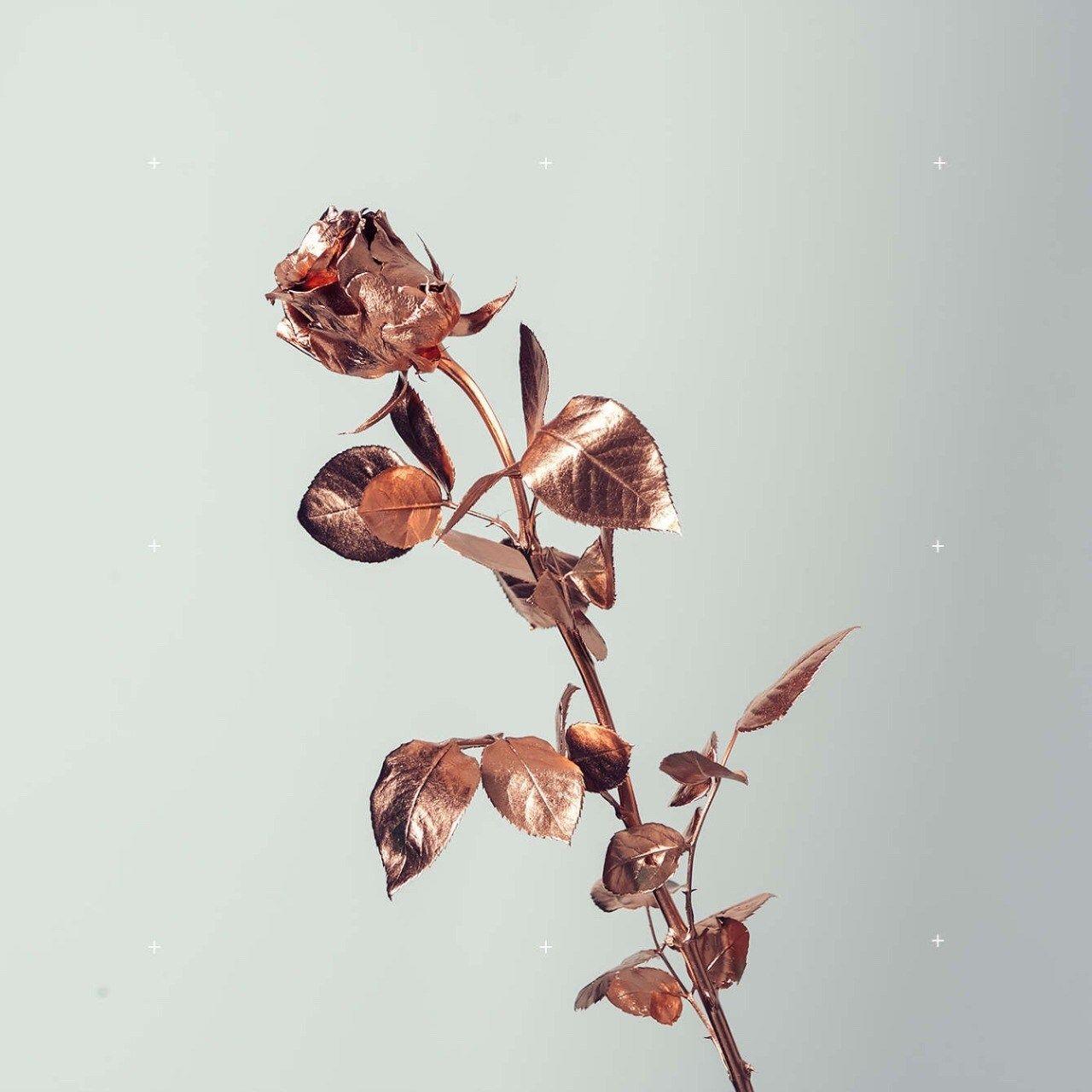 Rose Gold Tumblr Wallpapers Top Free Rose Gold Tumblr Backgrounds