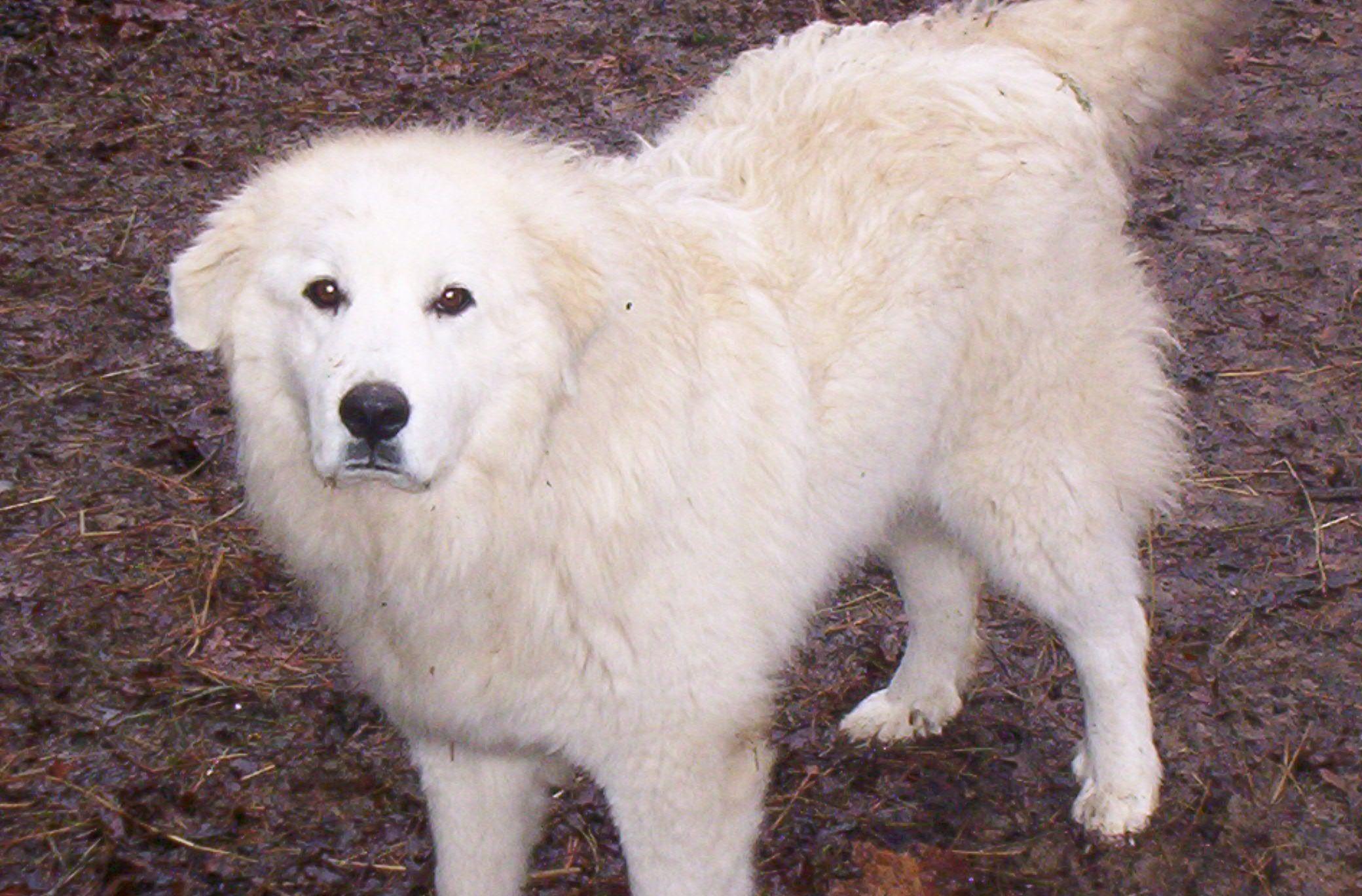 Great Pyrenees Wallpapers Top Free Great Pyrenees Backgrounds