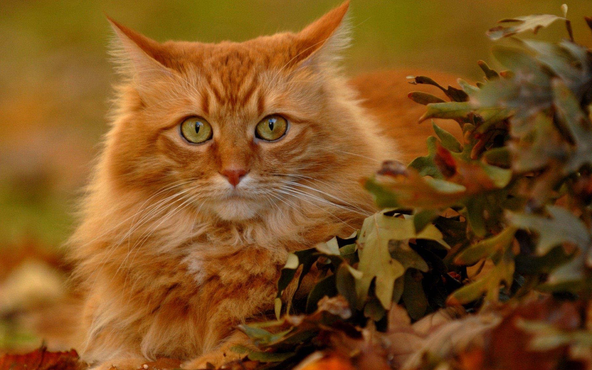 Orange Cats Wallpapers Top Free Orange Cats Backgrounds WallpaperAccess