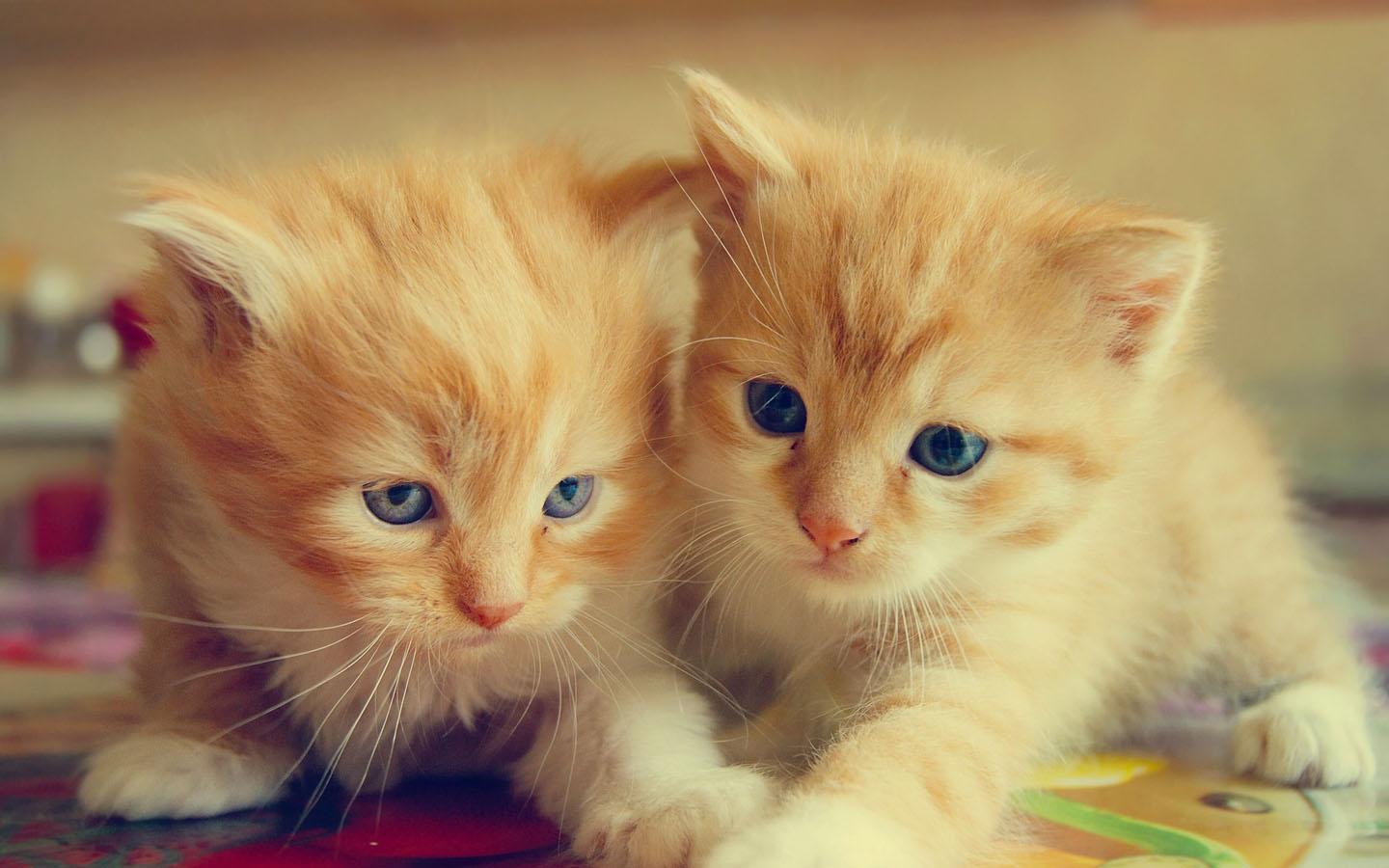 Orange Cats Wallpapers Top Free Orange Cats Backgrounds WallpaperAccess