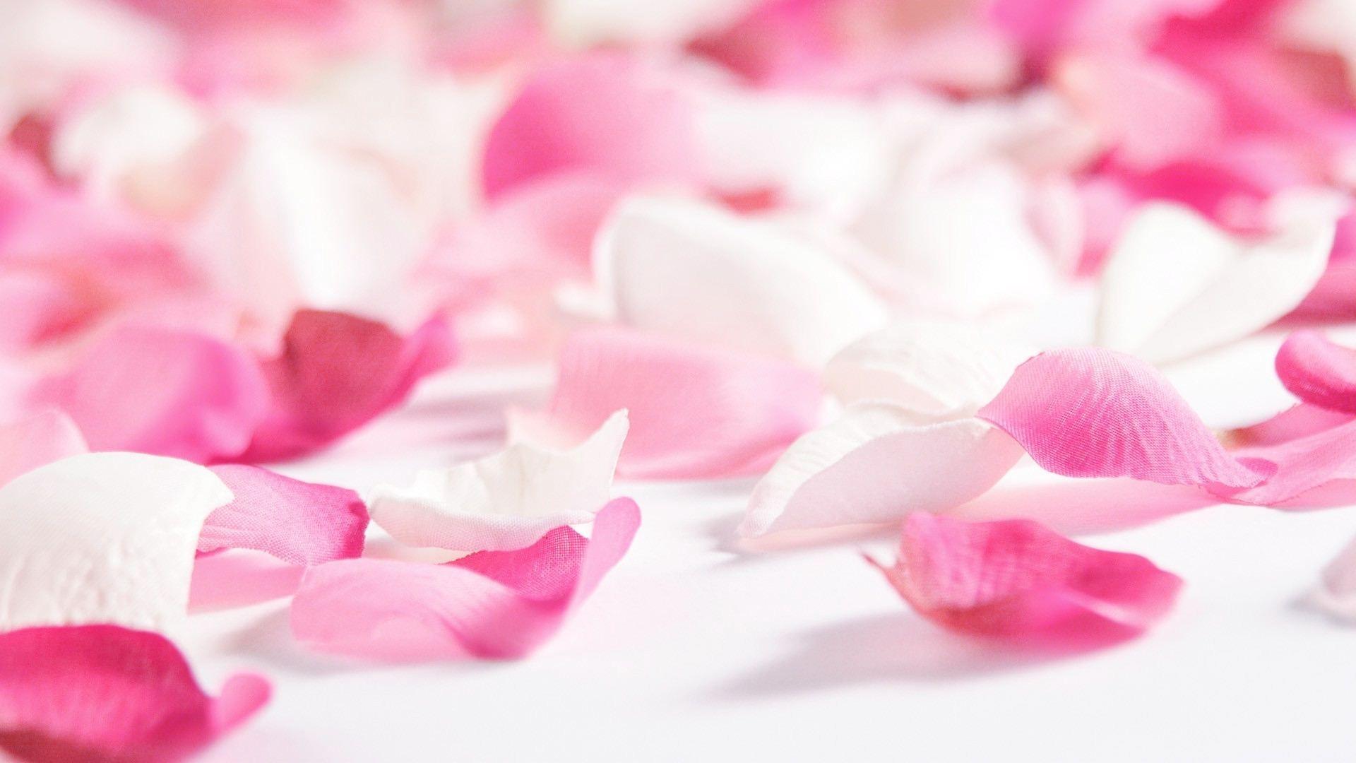 Flower Petals Wallpapers Top Free Flower Petals Backgrounds