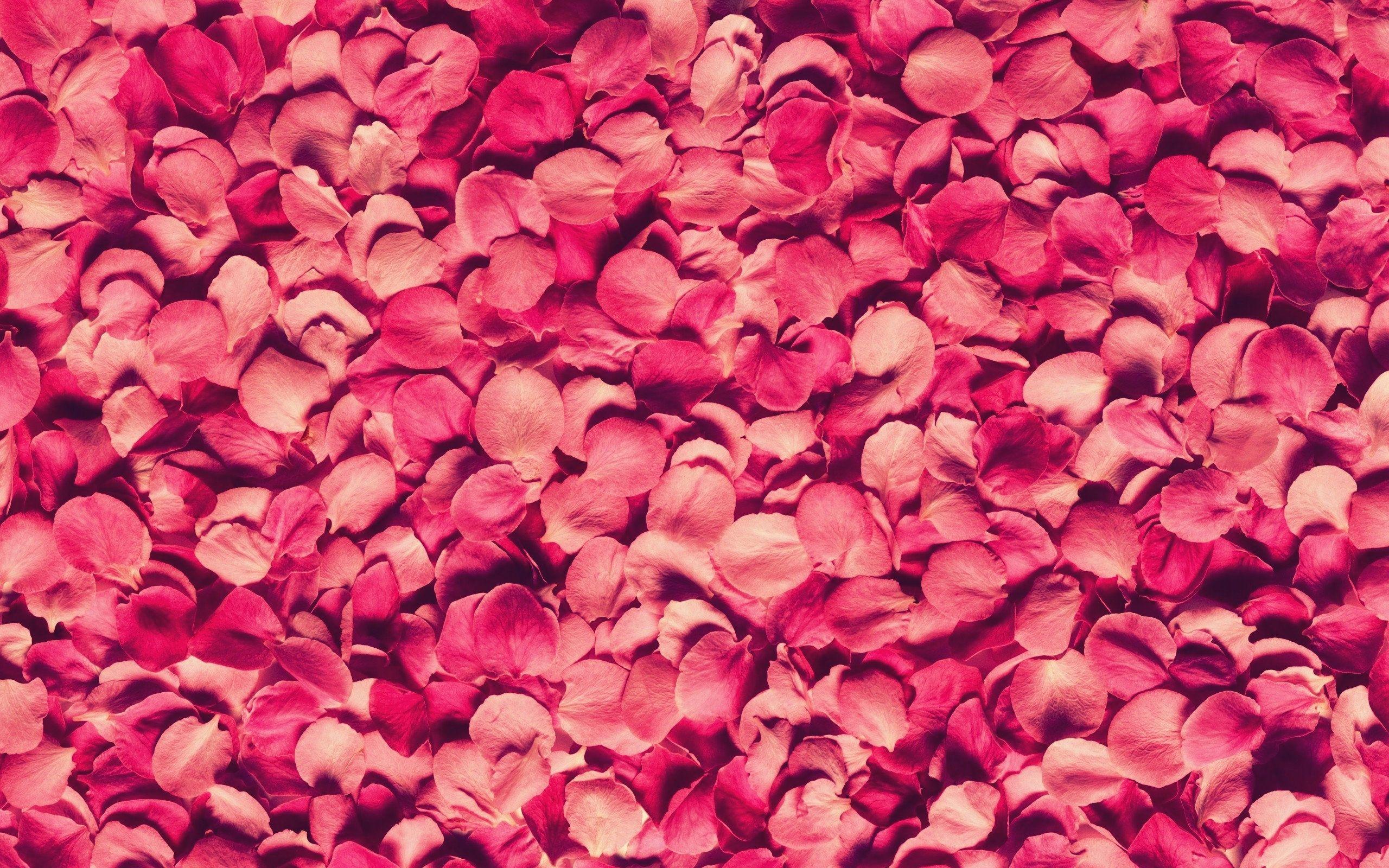 Rose Petals Wallpapers Top Free Rose Petals Backgrounds WallpaperAccess