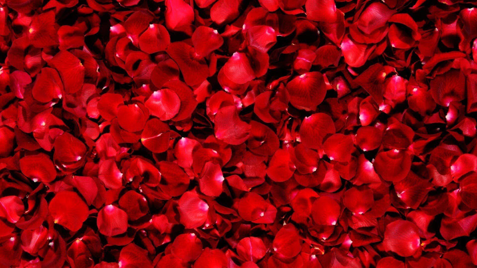 Flower Petals Wallpapers Top Free Flower Petals Backgrounds