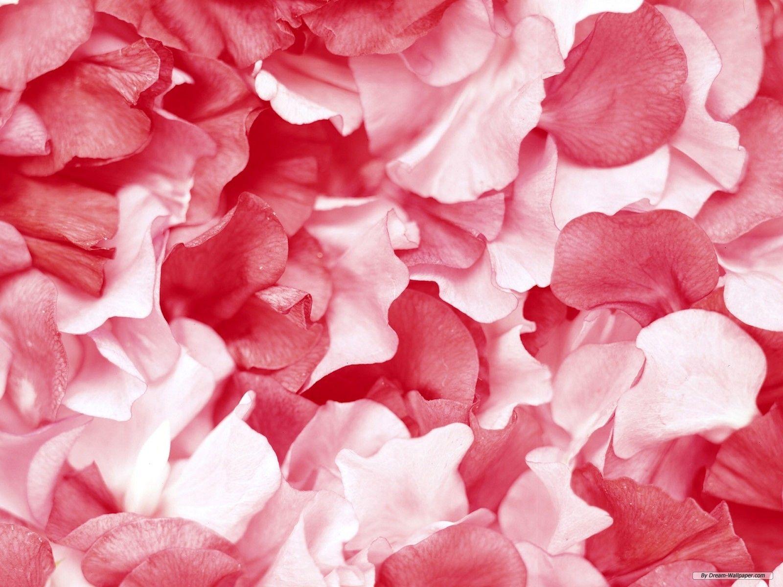 Flower Petals Wallpapers Top Free Flower Petals Backgrounds