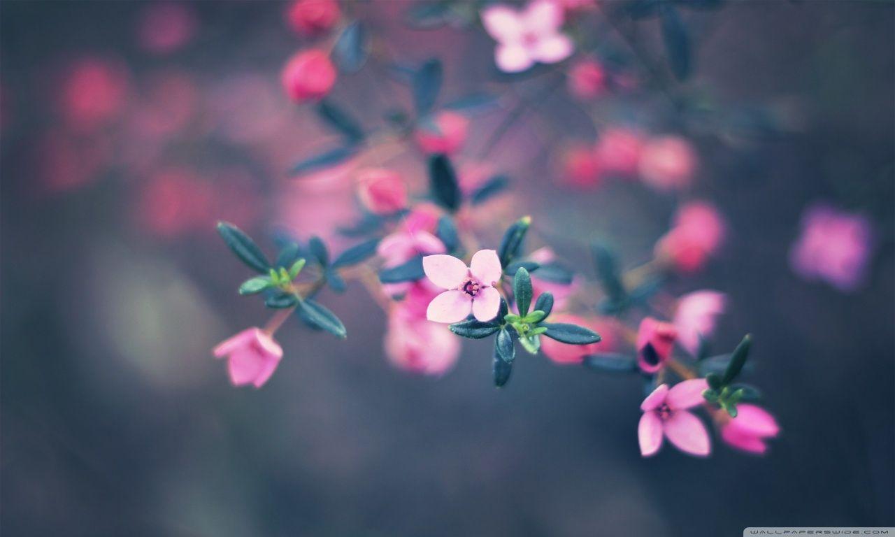 Flower Petals Wallpapers Top Free Flower Petals Backgrounds