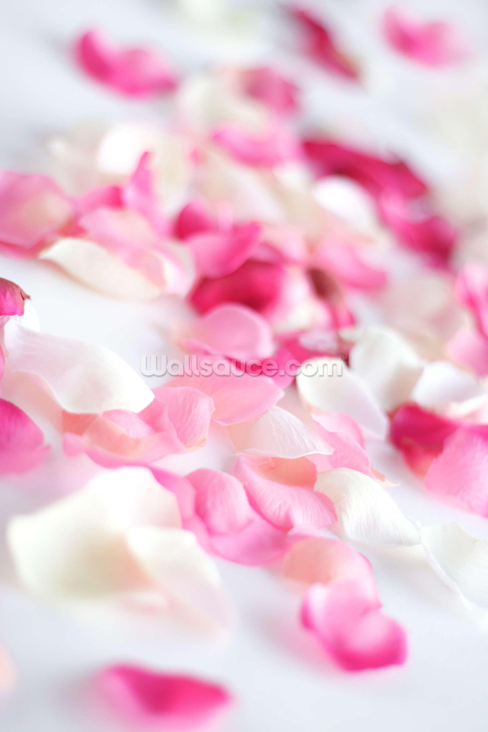 Flower Petals Wallpapers Top Free Flower Petals Backgrounds