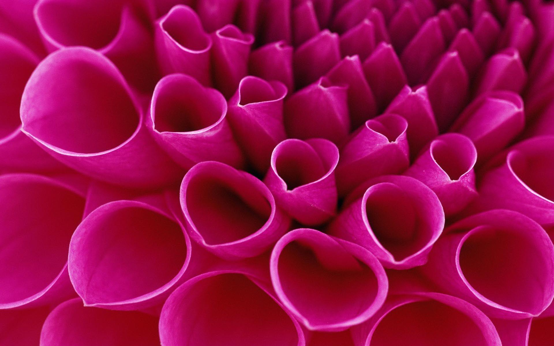 Flower Petals Wallpapers Top Free Flower Petals Backgrounds