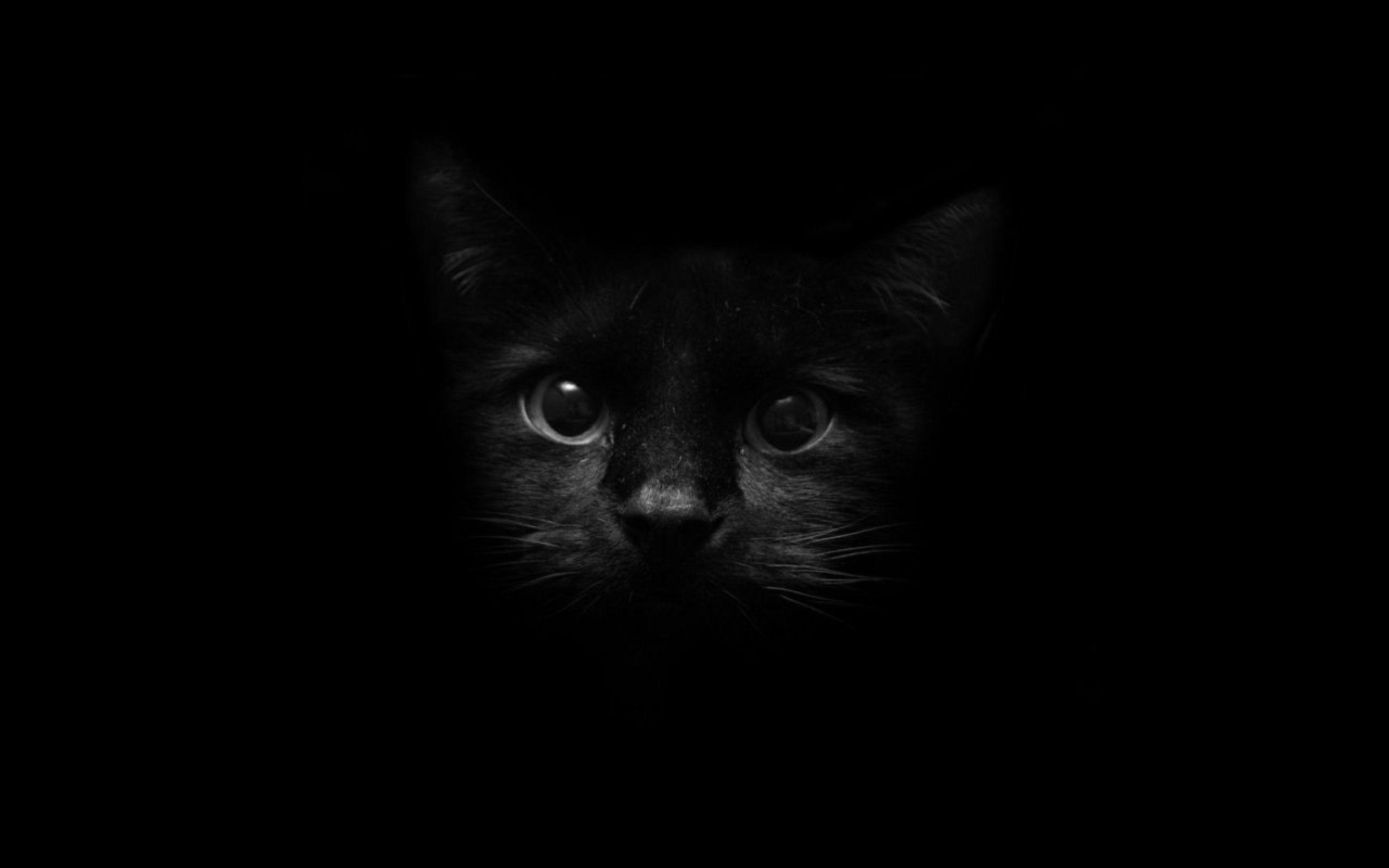 Aesthetic Black Cat Wallpapers Top Free Aesthetic Black Cat