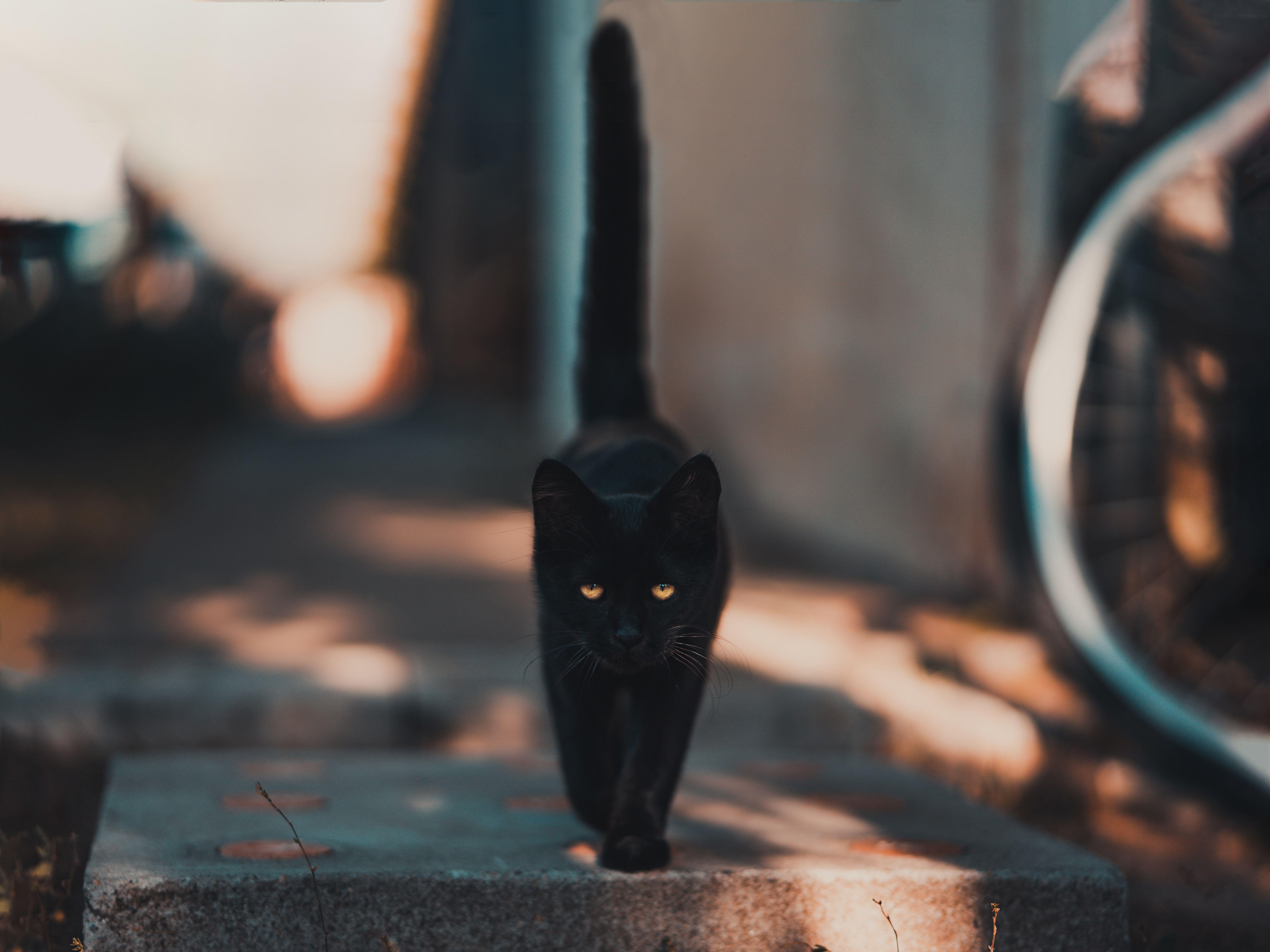 Aesthetic Black Cat Wallpapers Top Free Aesthetic Black Cat