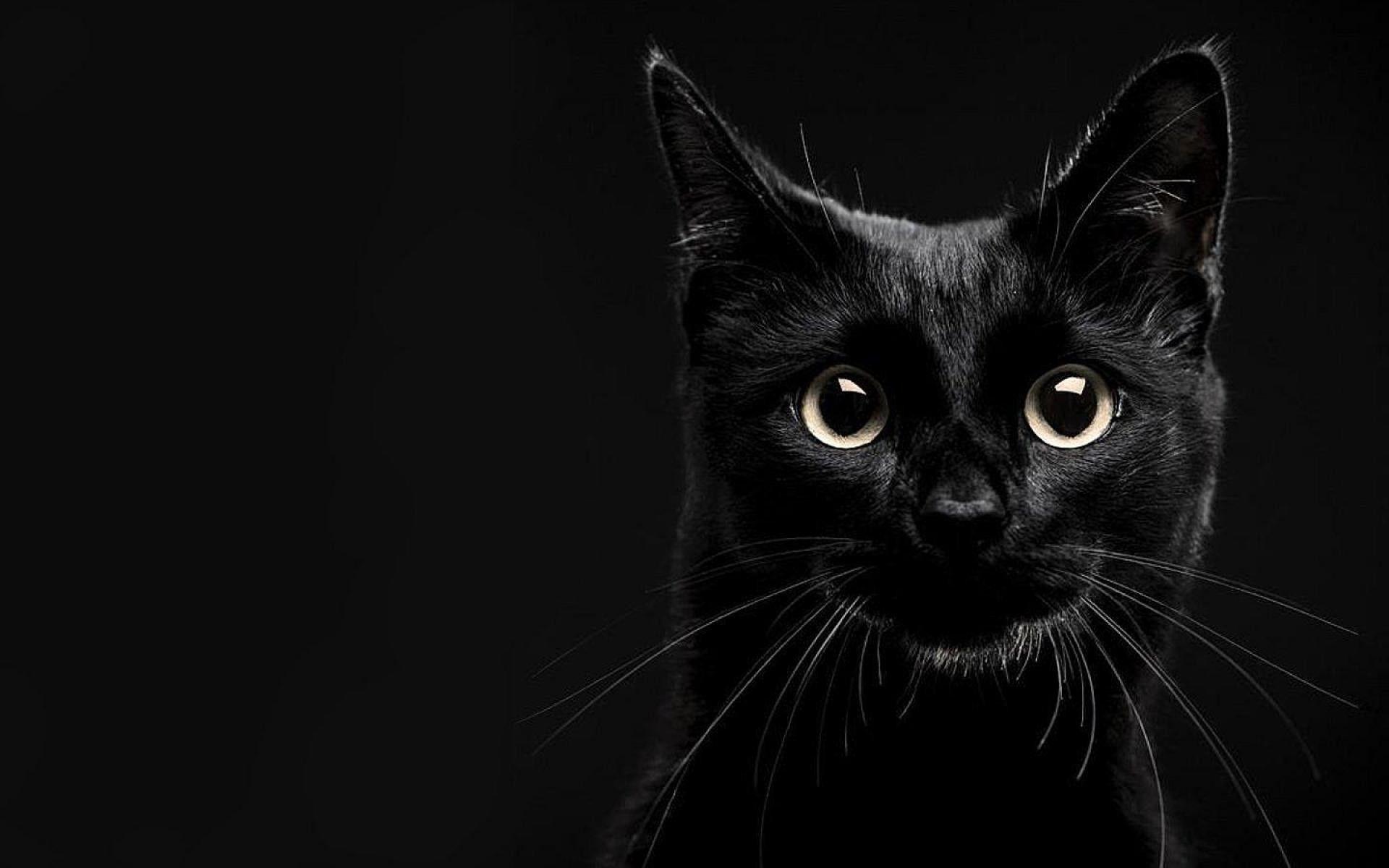 Aesthetic Black Cat Wallpapers Top Free Aesthetic Black Cat