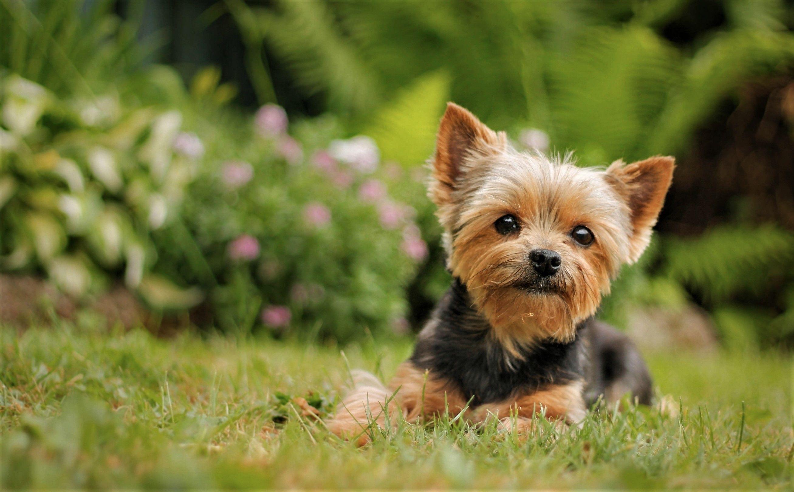 Yorkie Wallpapers Top Free Yorkie Backgrounds WallpaperAccess