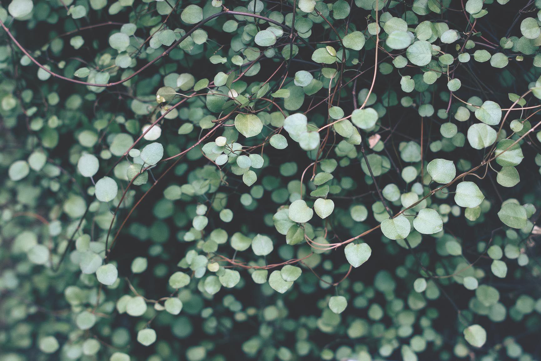 Botanical Wallpapers Top Free Botanical Backgrounds WallpaperAccess