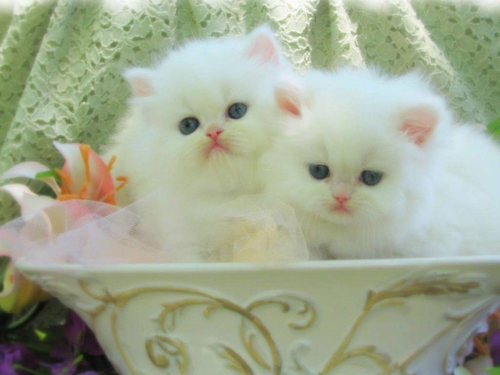 Baby Cats Wallpapers Top Free Baby Cats Backgrounds WallpaperAccess
