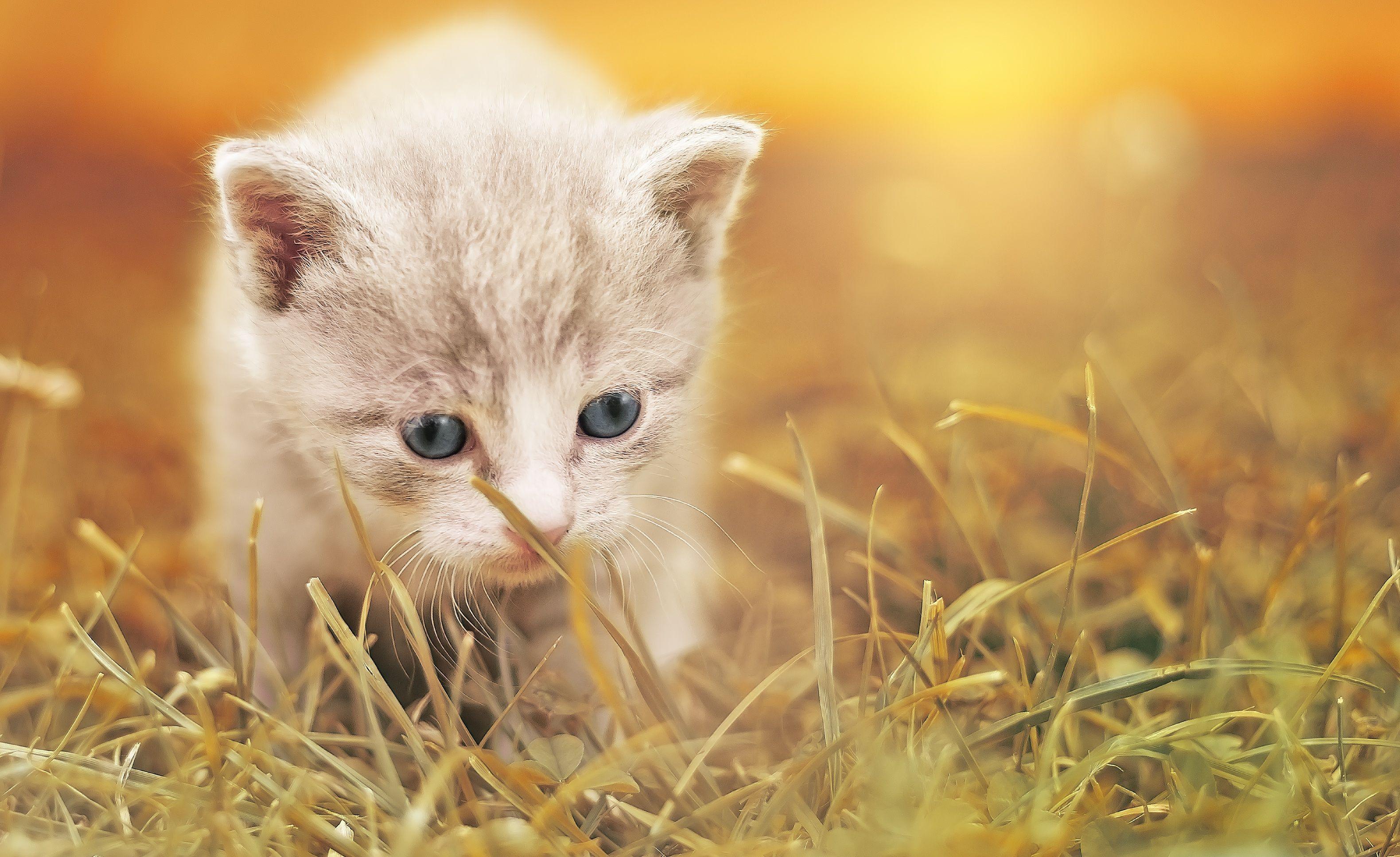 Baby Cats Wallpapers Top Free Baby Cats Backgrounds WallpaperAccess