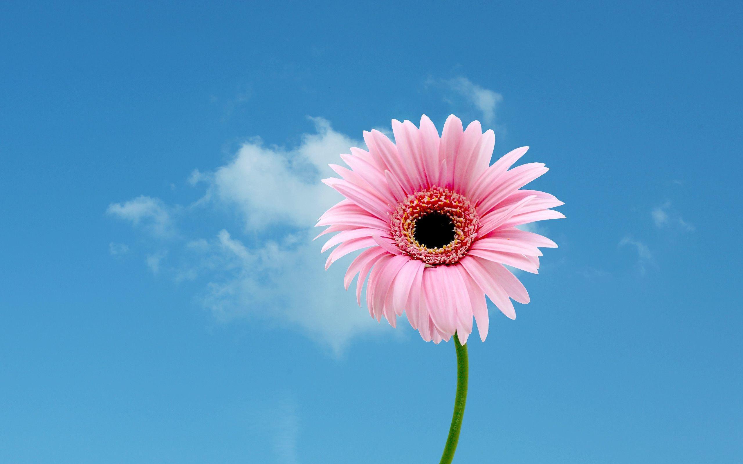 Gerbera Wallpapers Top Free Gerbera Backgrounds WallpaperAccess