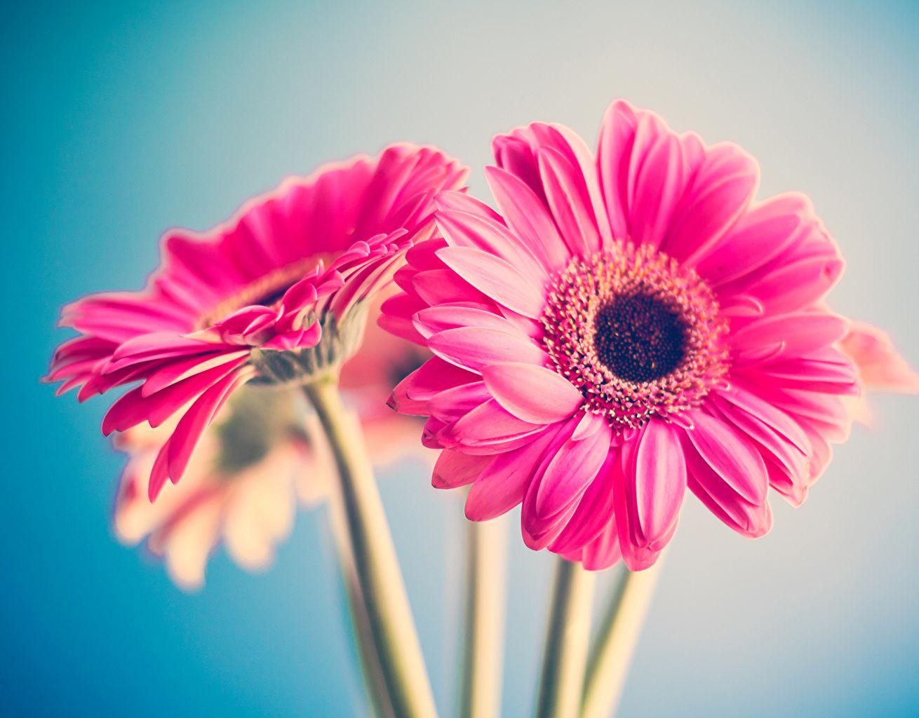 Gerbera Wallpapers Top Free Gerbera Backgrounds WallpaperAccess