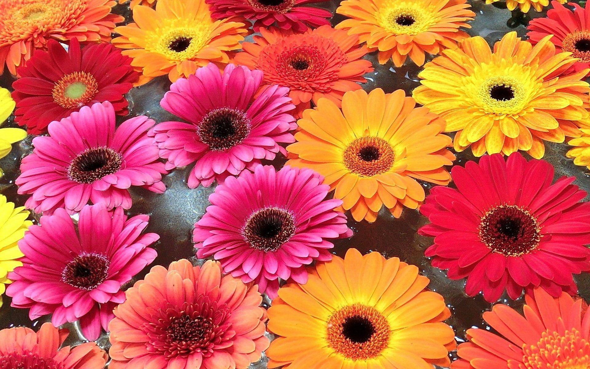 Gerbera Wallpapers Top Free Gerbera Backgrounds WallpaperAccess