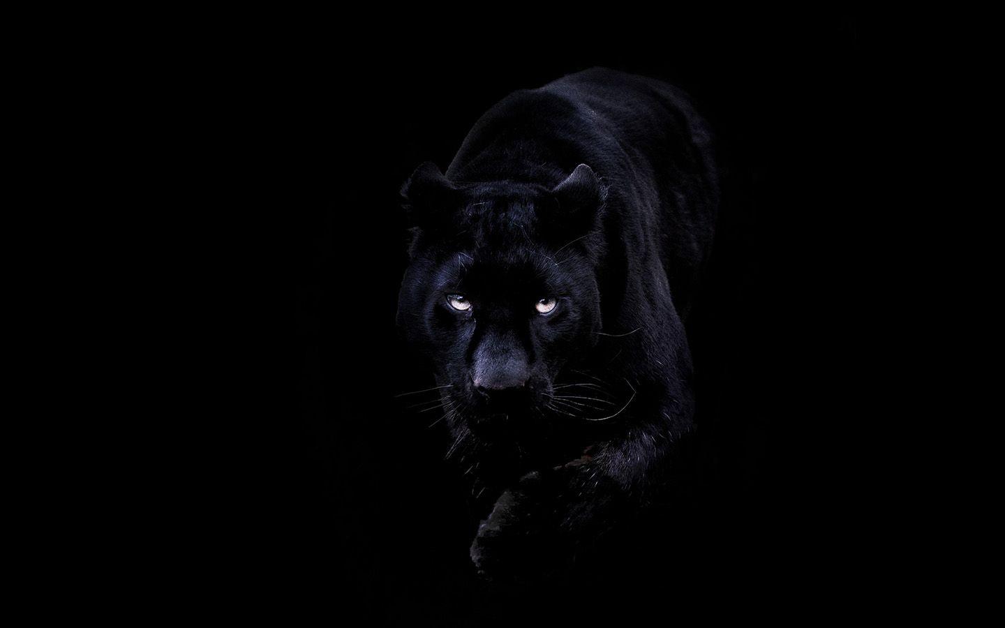 Animal Black Wallpapers Top Free Animal Black Backgrounds