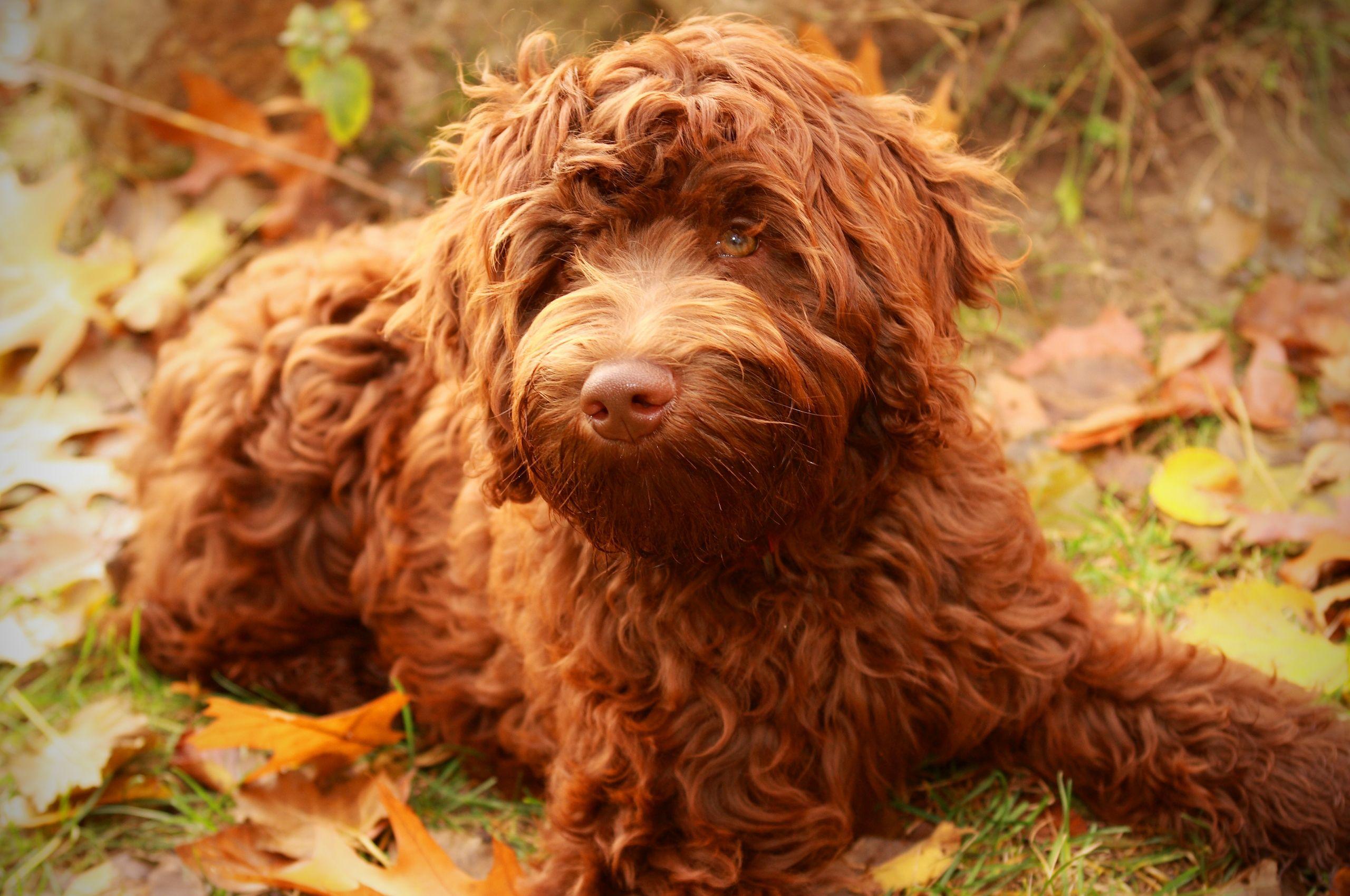 Australian Labradoodle Wallpapers Top Free Australian Labradoodle
