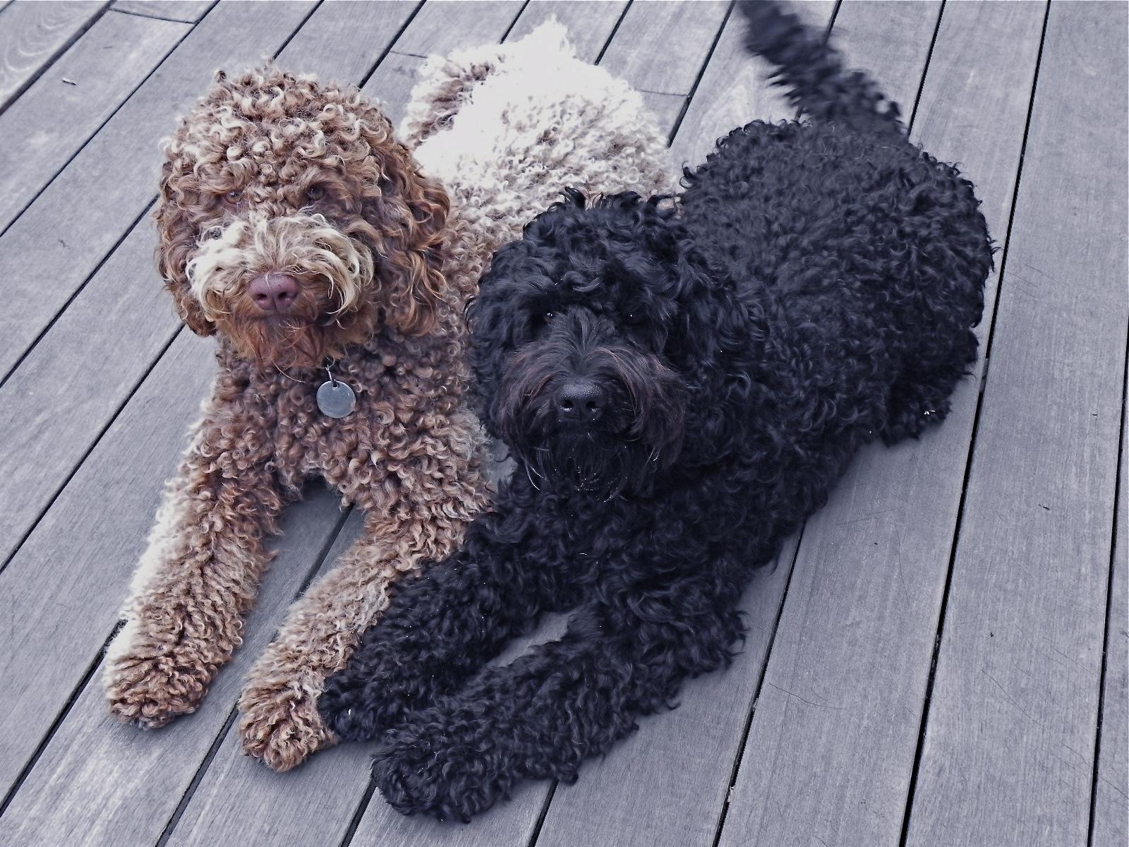 Australian Labradoodle Wallpapers Top Free Australian Labradoodle