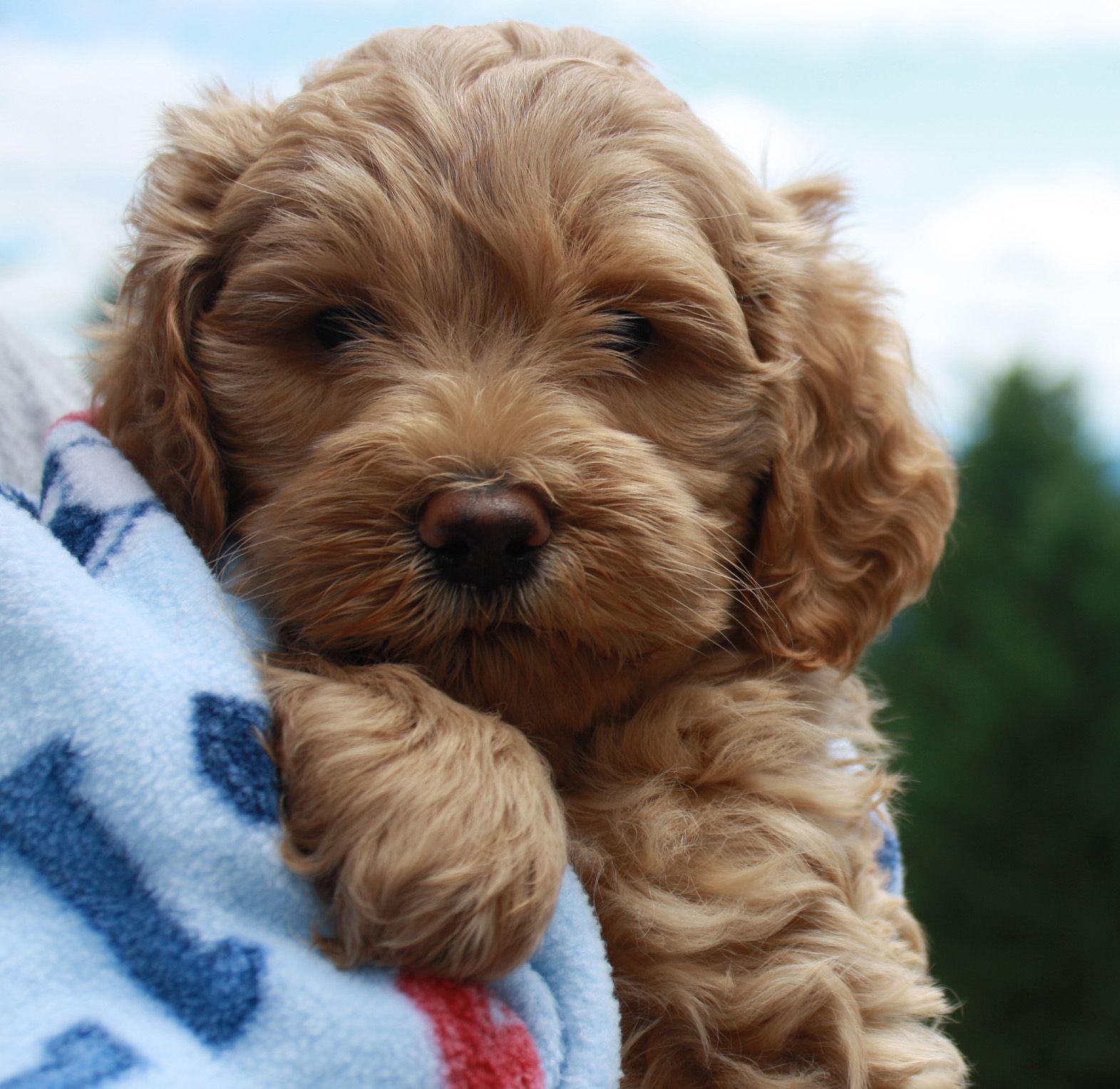 Australian Labradoodle Wallpapers Top Free Australian Labradoodle